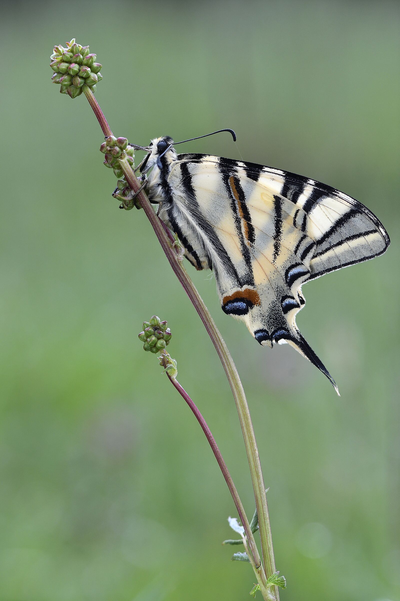Podalirius - Iphiclides podalirius