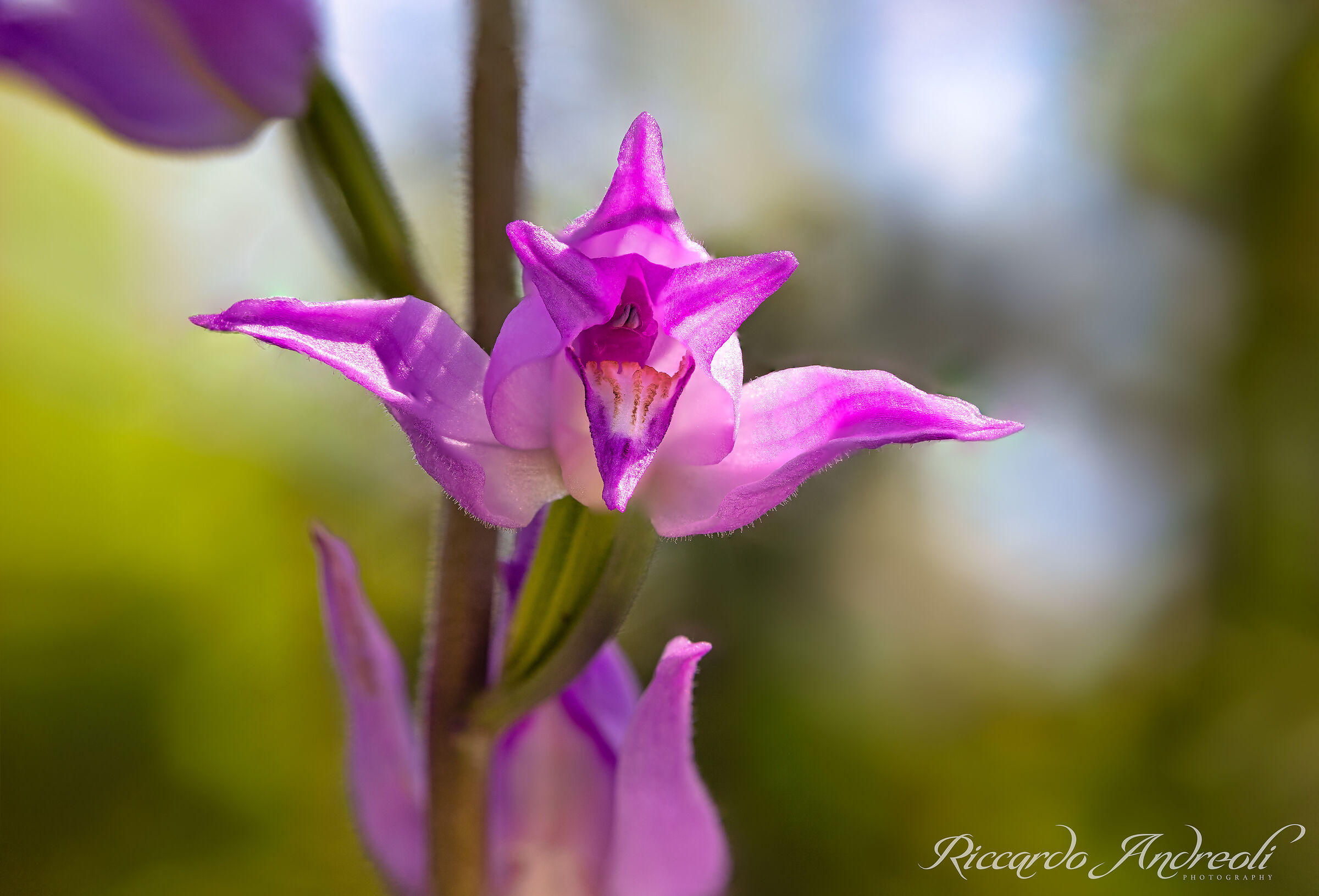 Rubra's cephalanthera