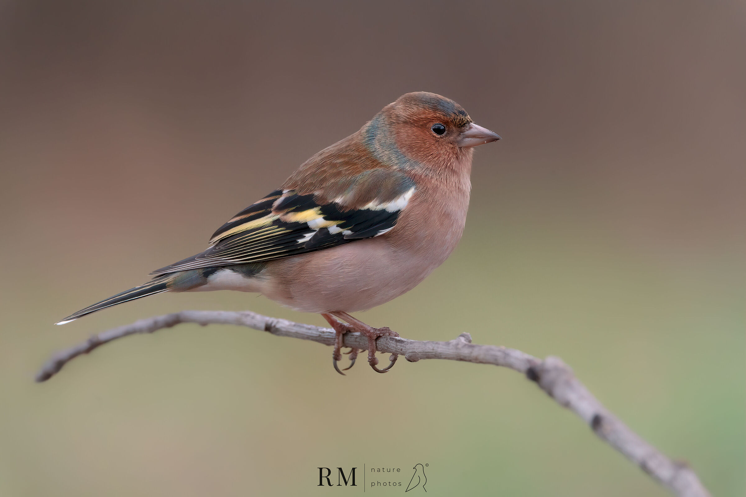 Fringilla