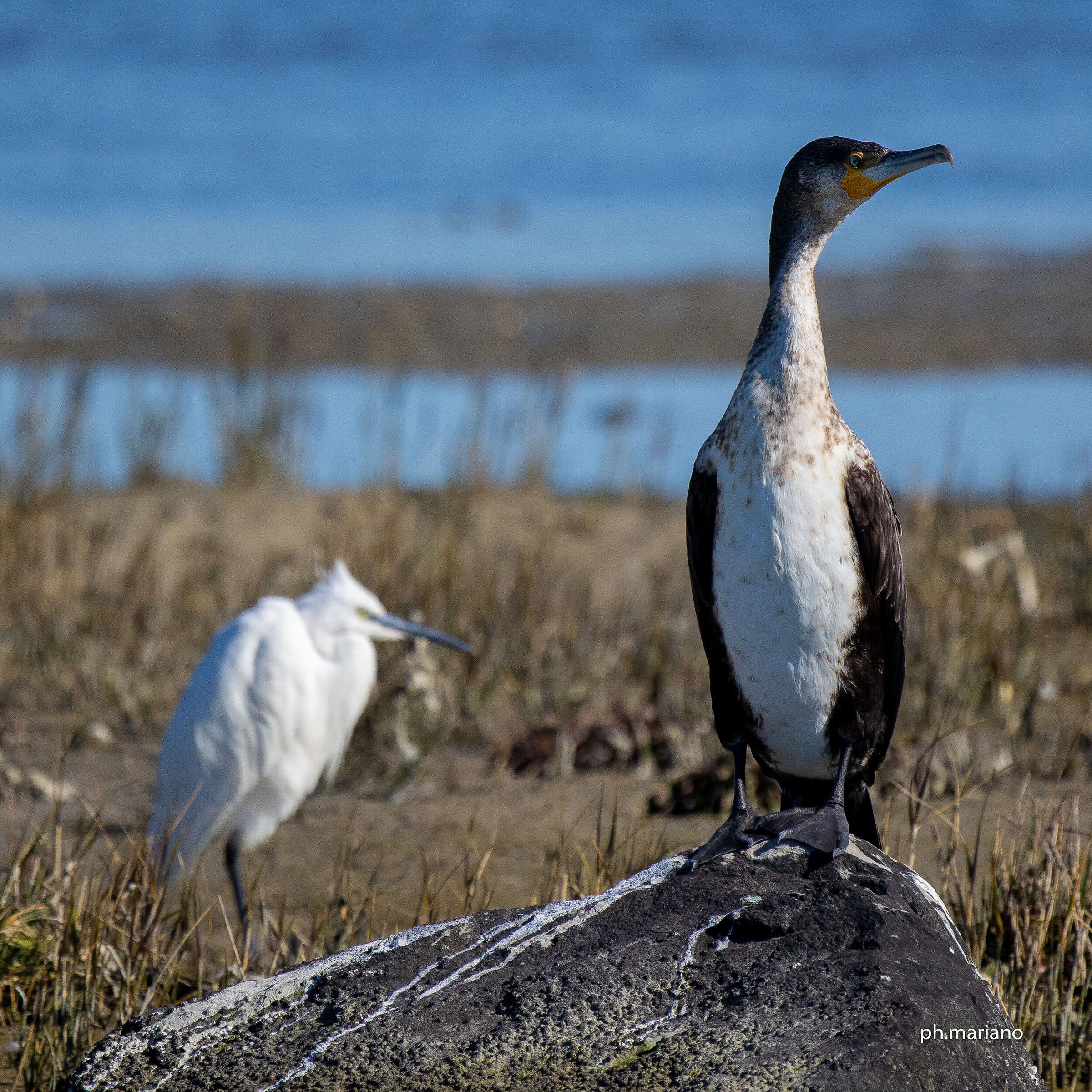 cormorano garzetta