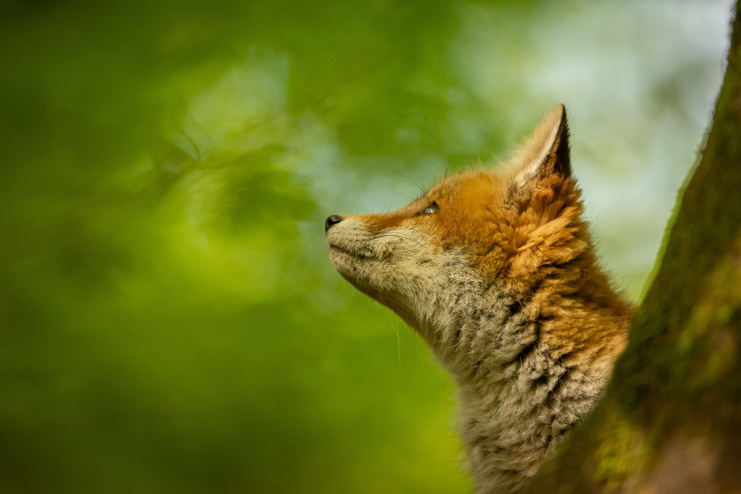 fox cub