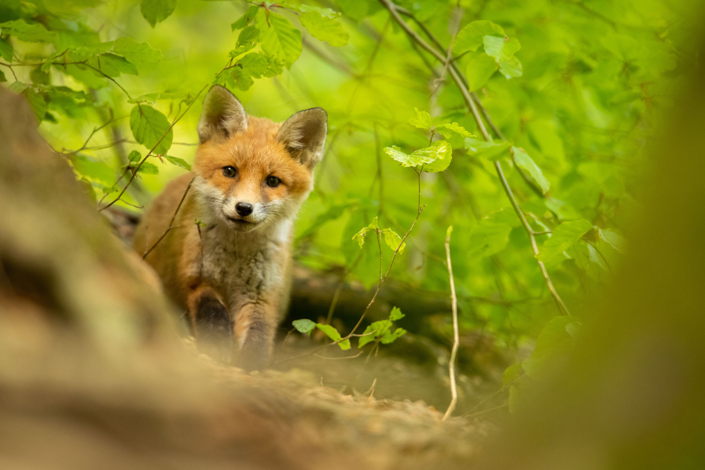 fox