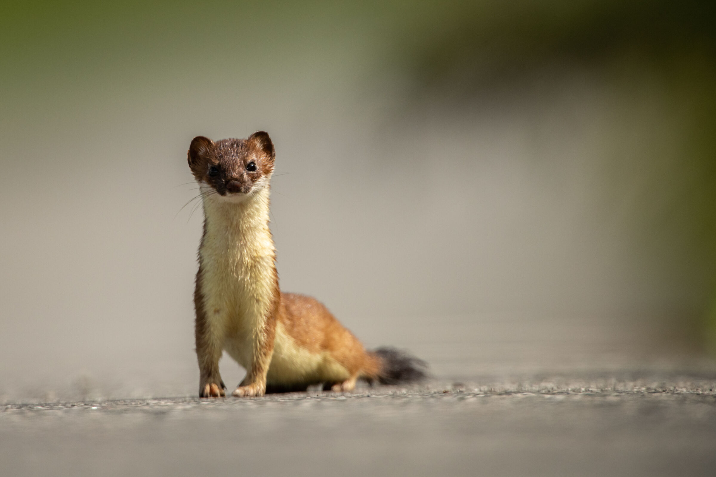 ermine