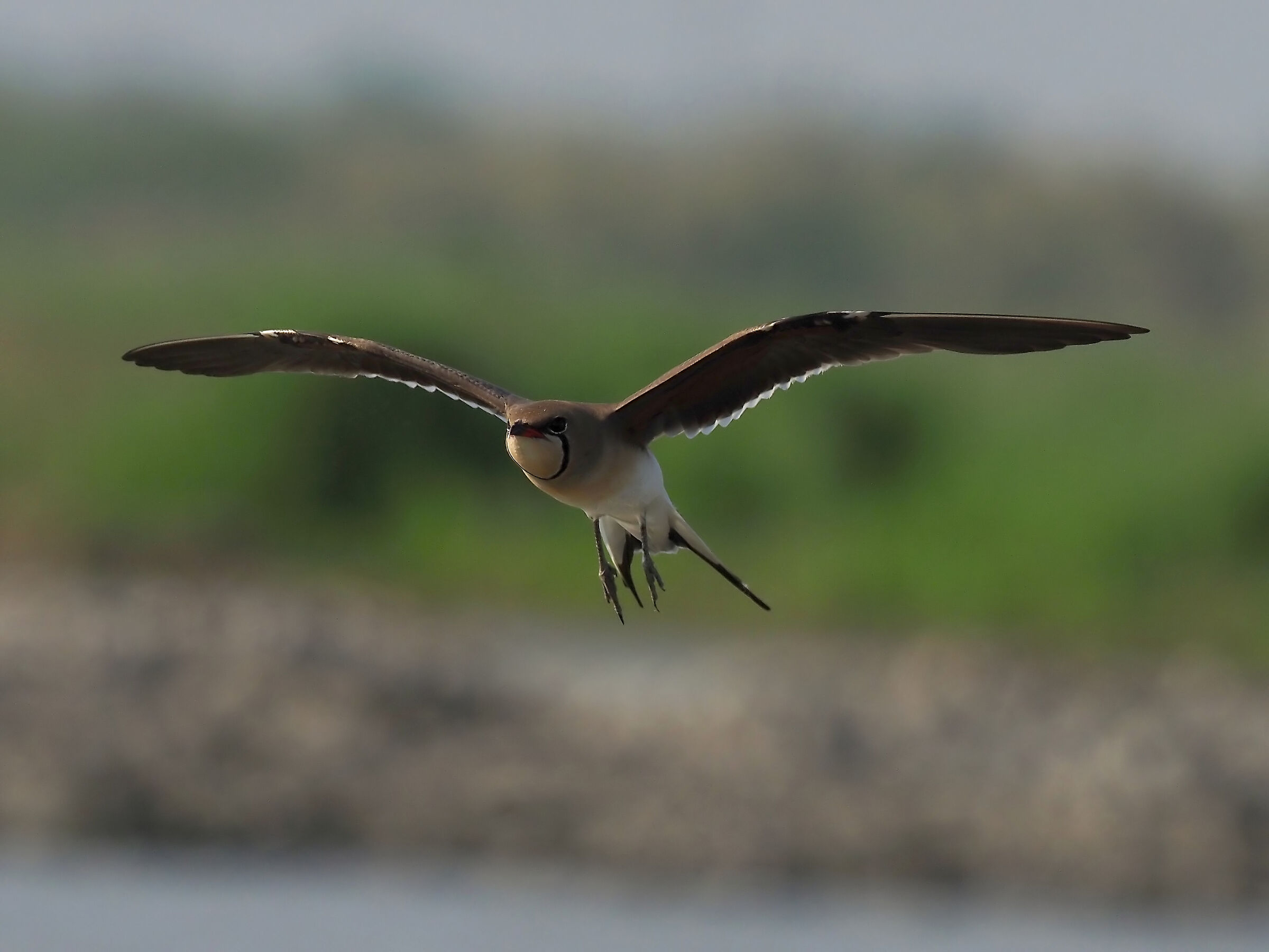 partridges of the sea