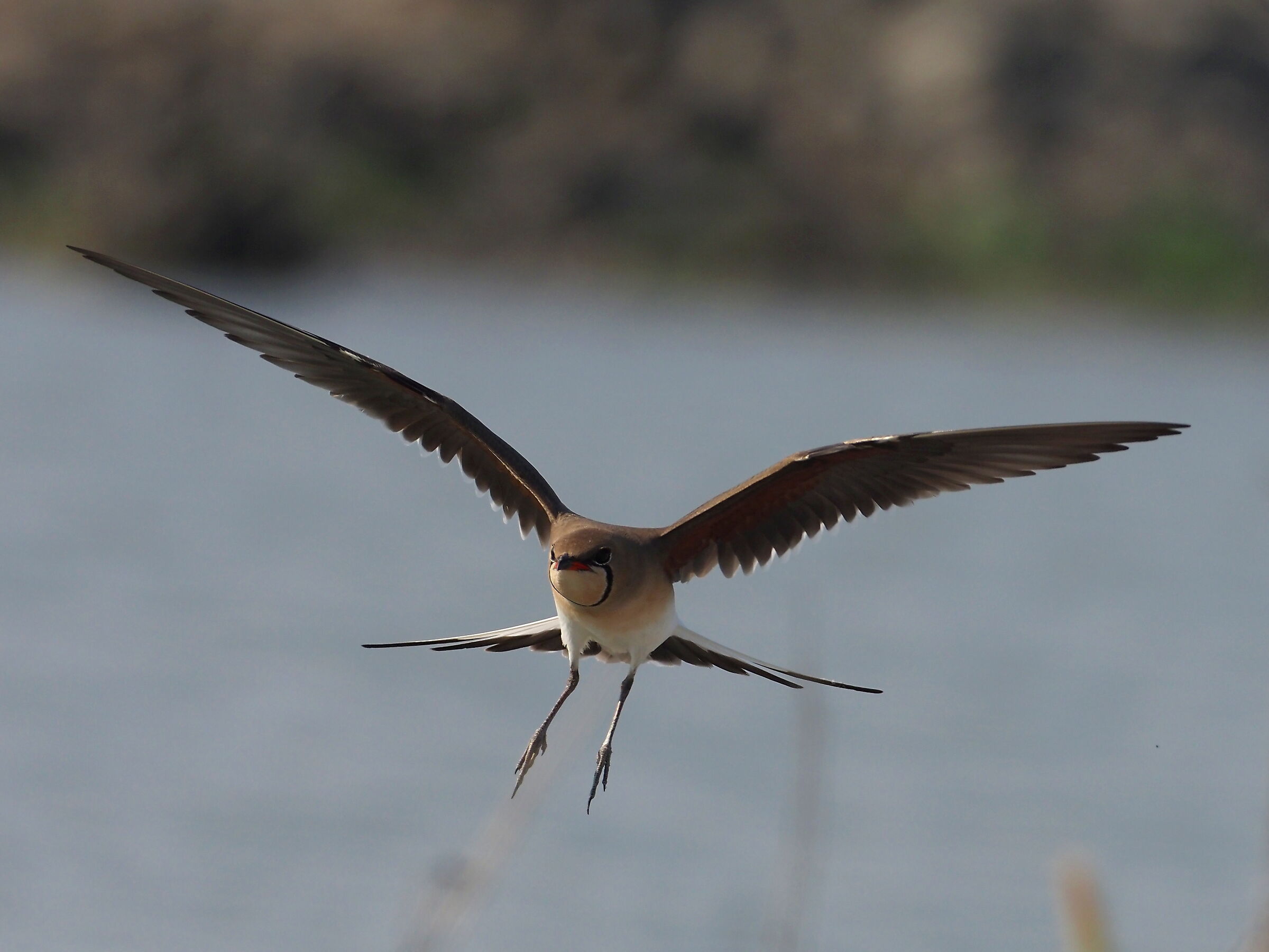partridges of the sea