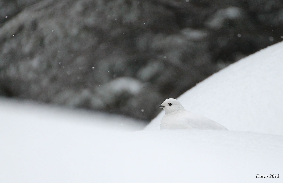 Pernice(Lagopus mutus)