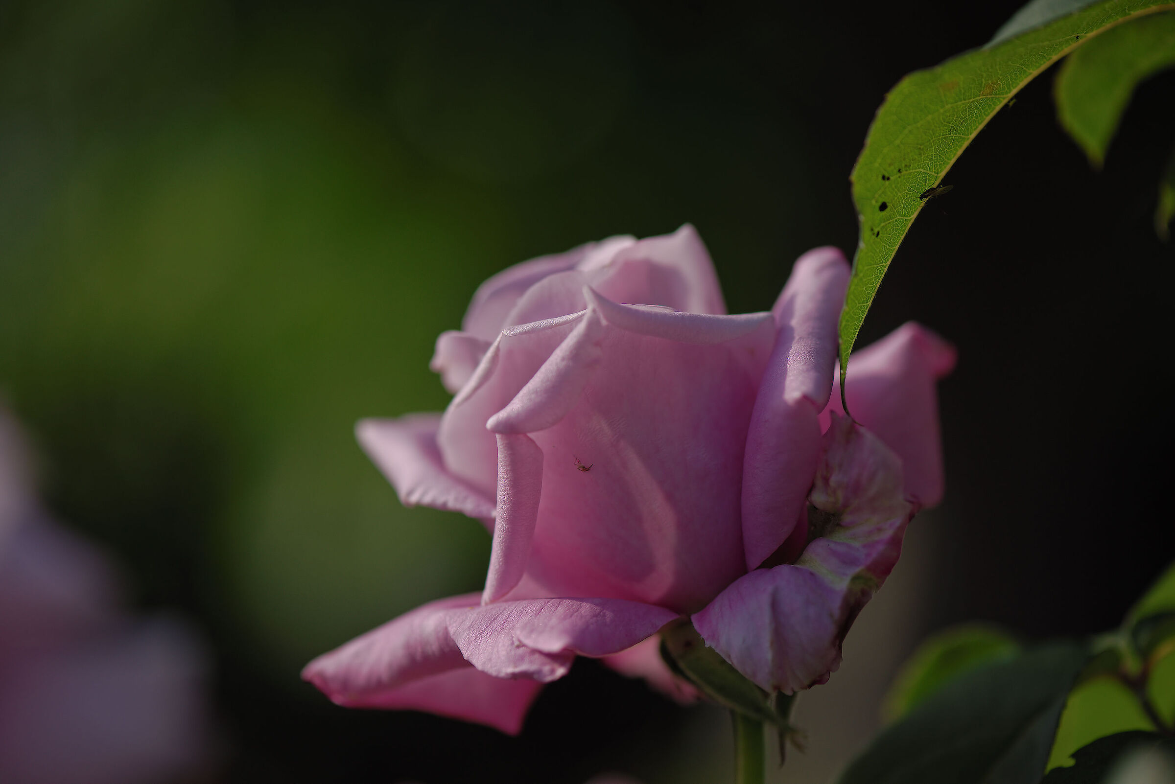 rose