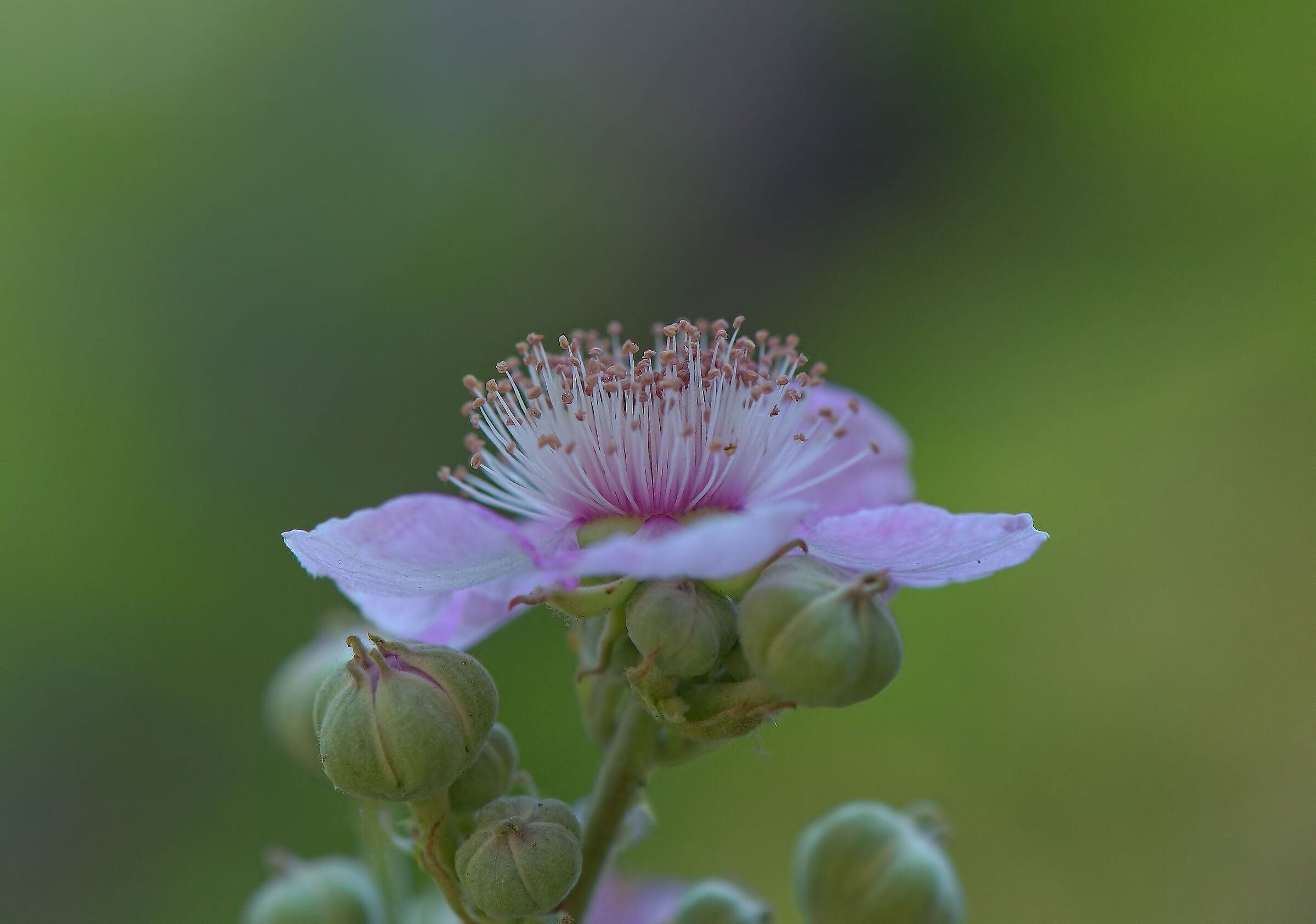 Rovo flower