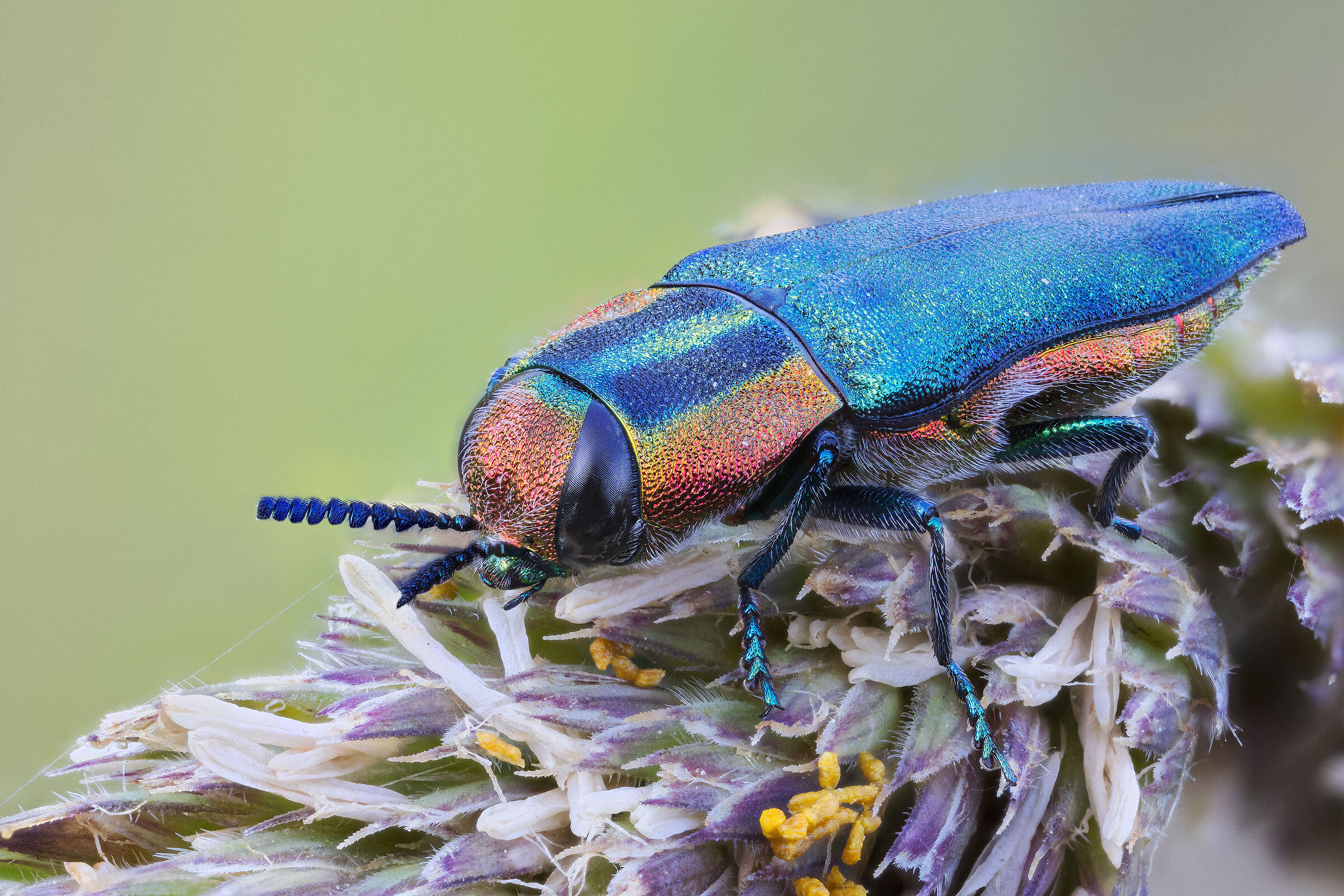 Male Anthaxia hungarica
