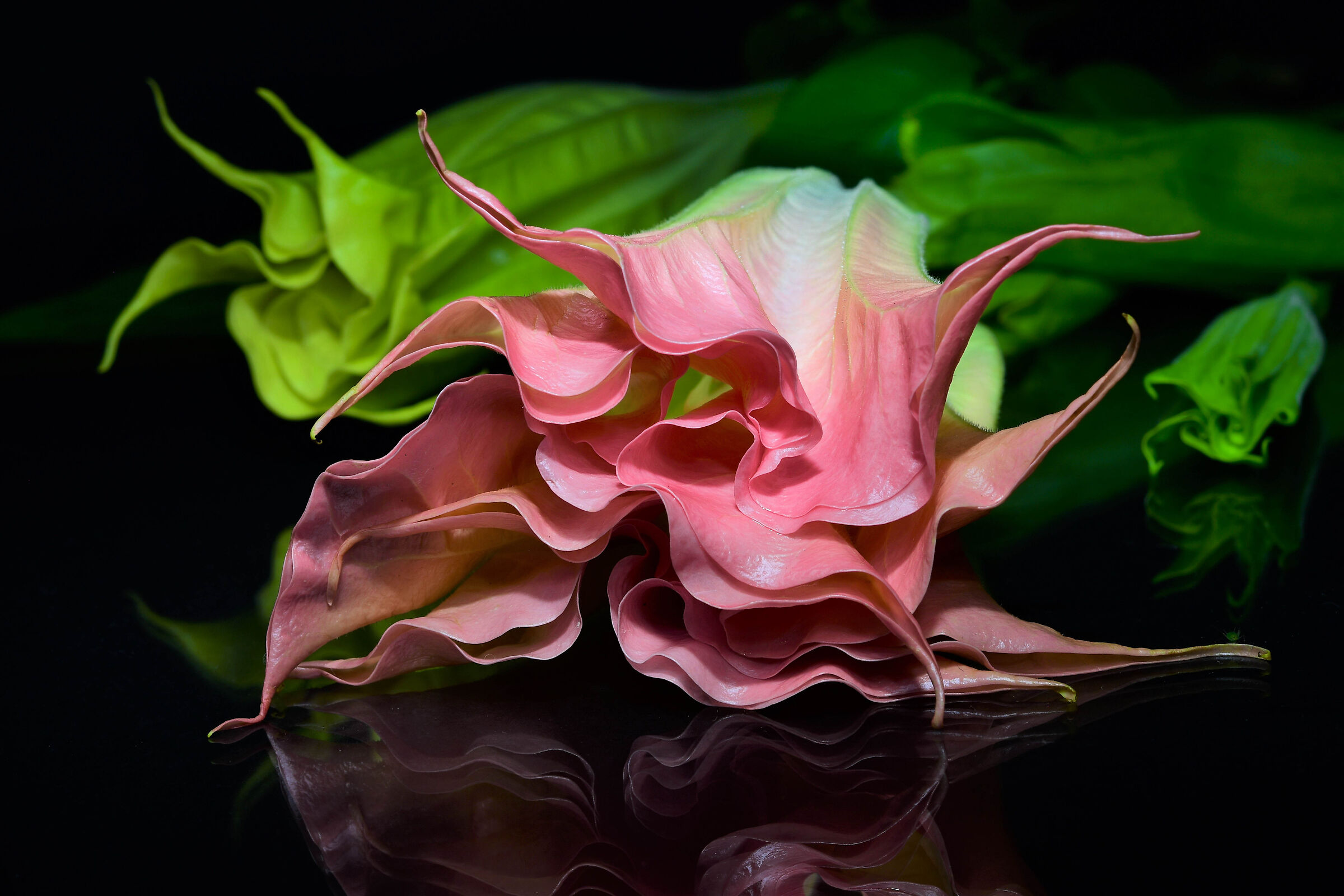 Brugmansia