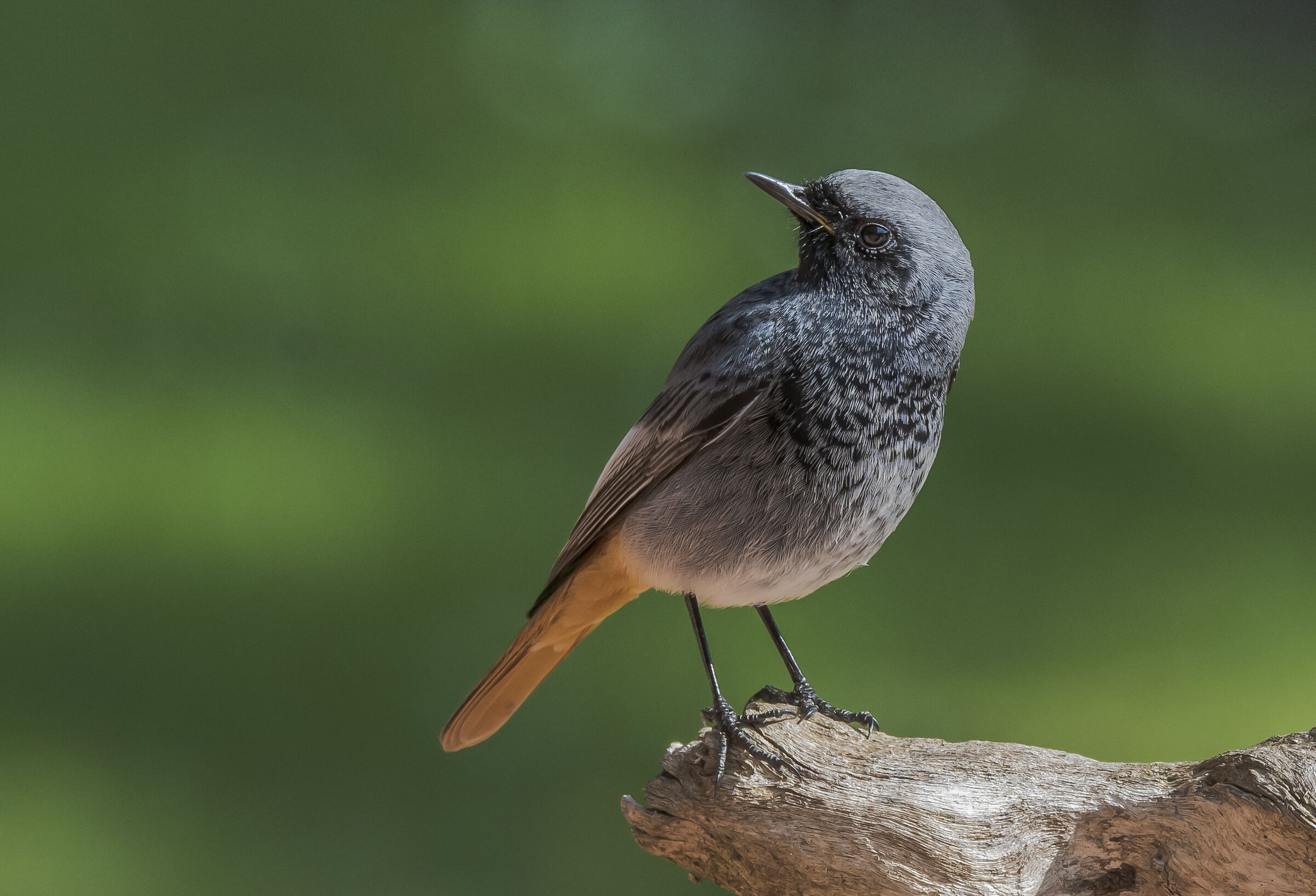 black redstart