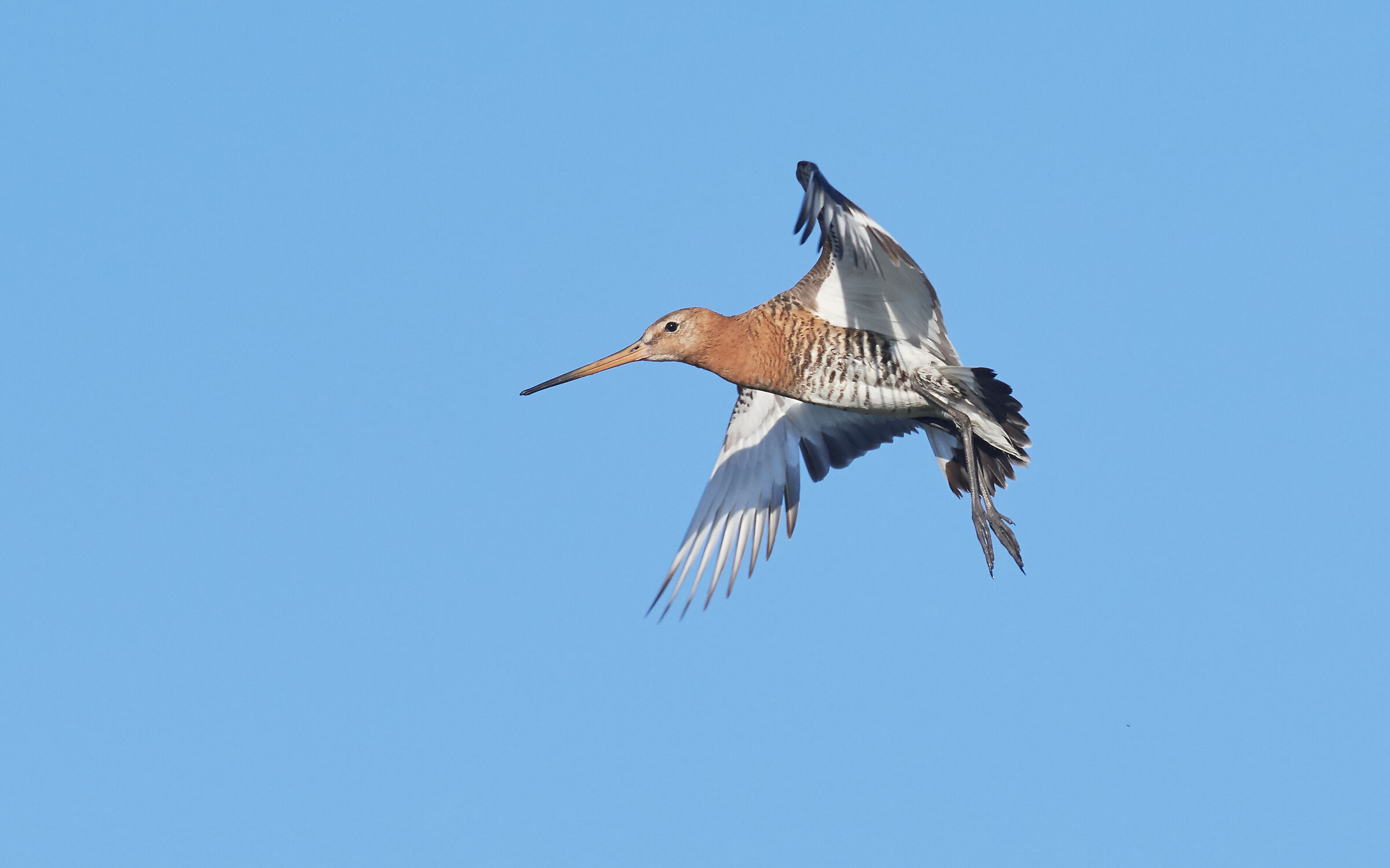Blacktailed Godwit