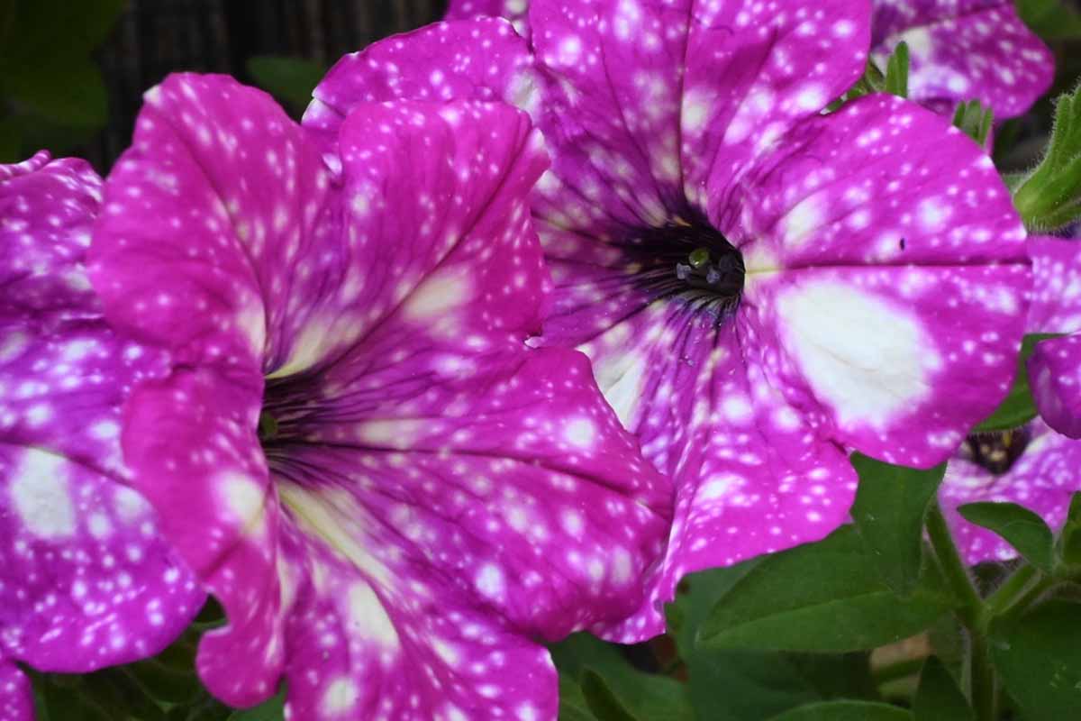 Mondo Petunia