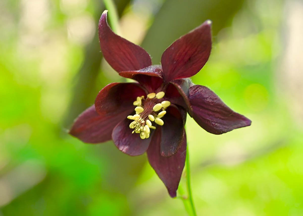Aquilegia Scura