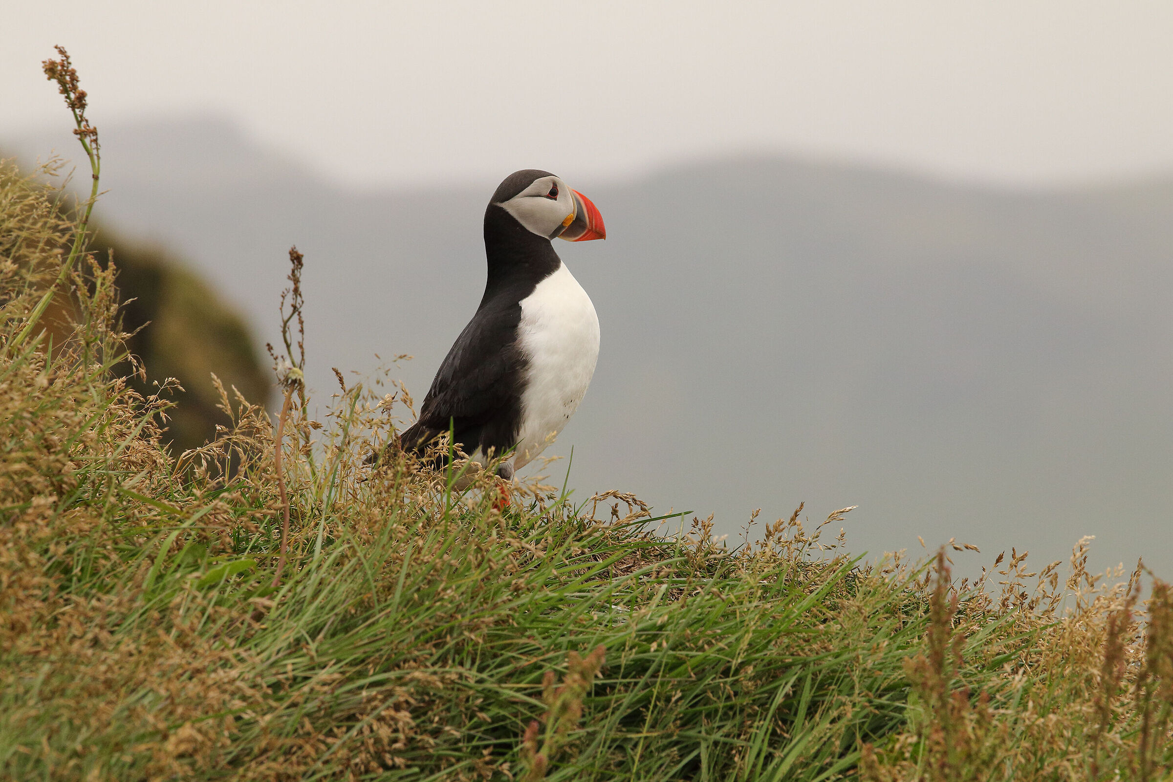 puffin - promontorio di Vik -