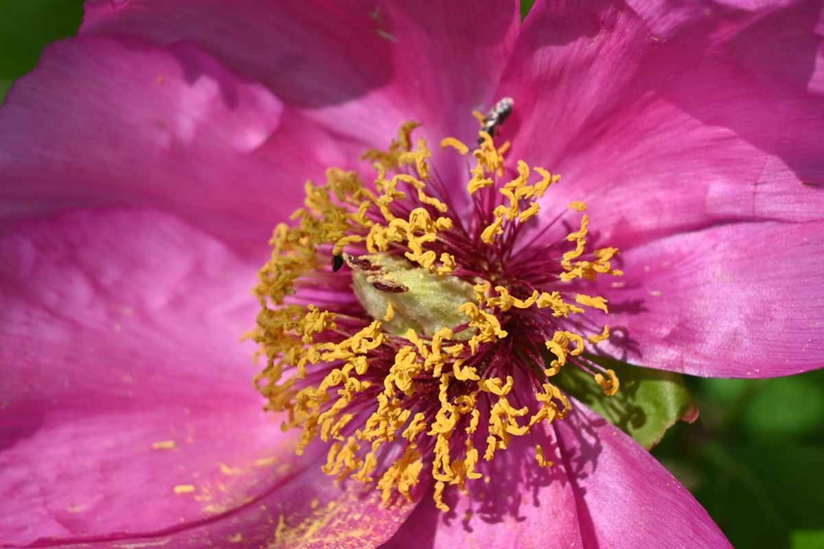 Peonia...Mascula