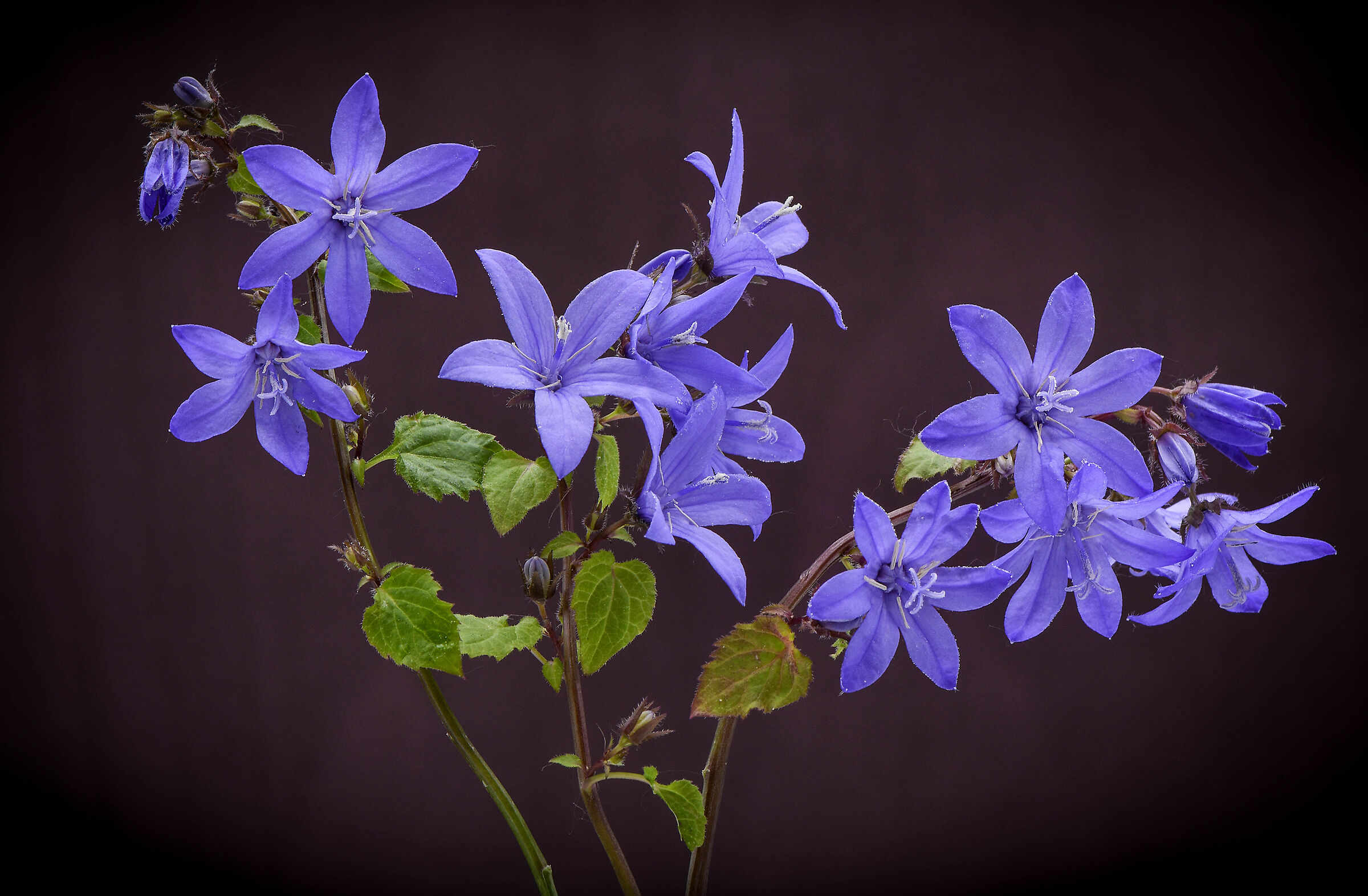 Campanula - Campanula portenschlagiana.