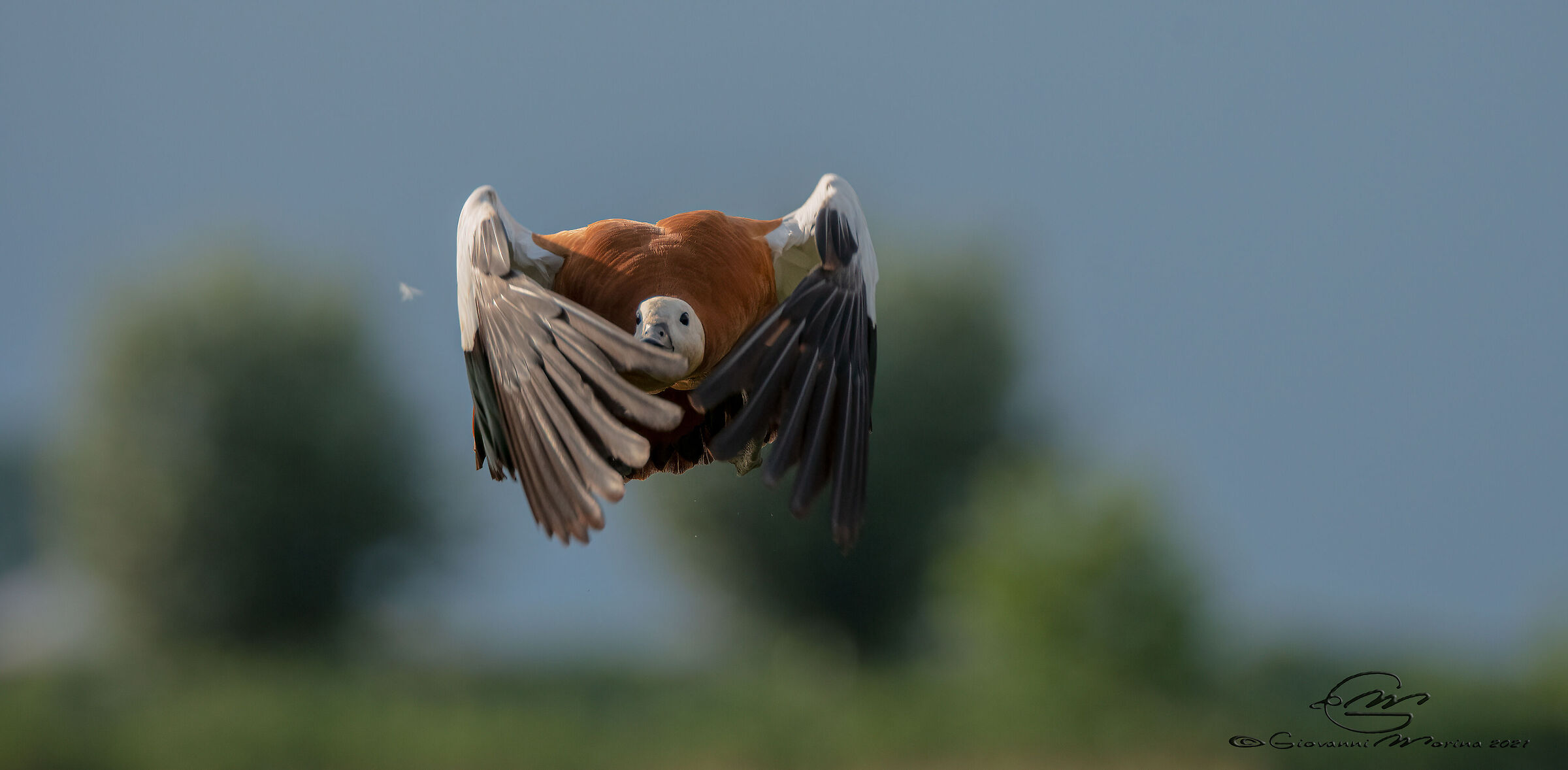 Casarca - Tadorna Ferruginea