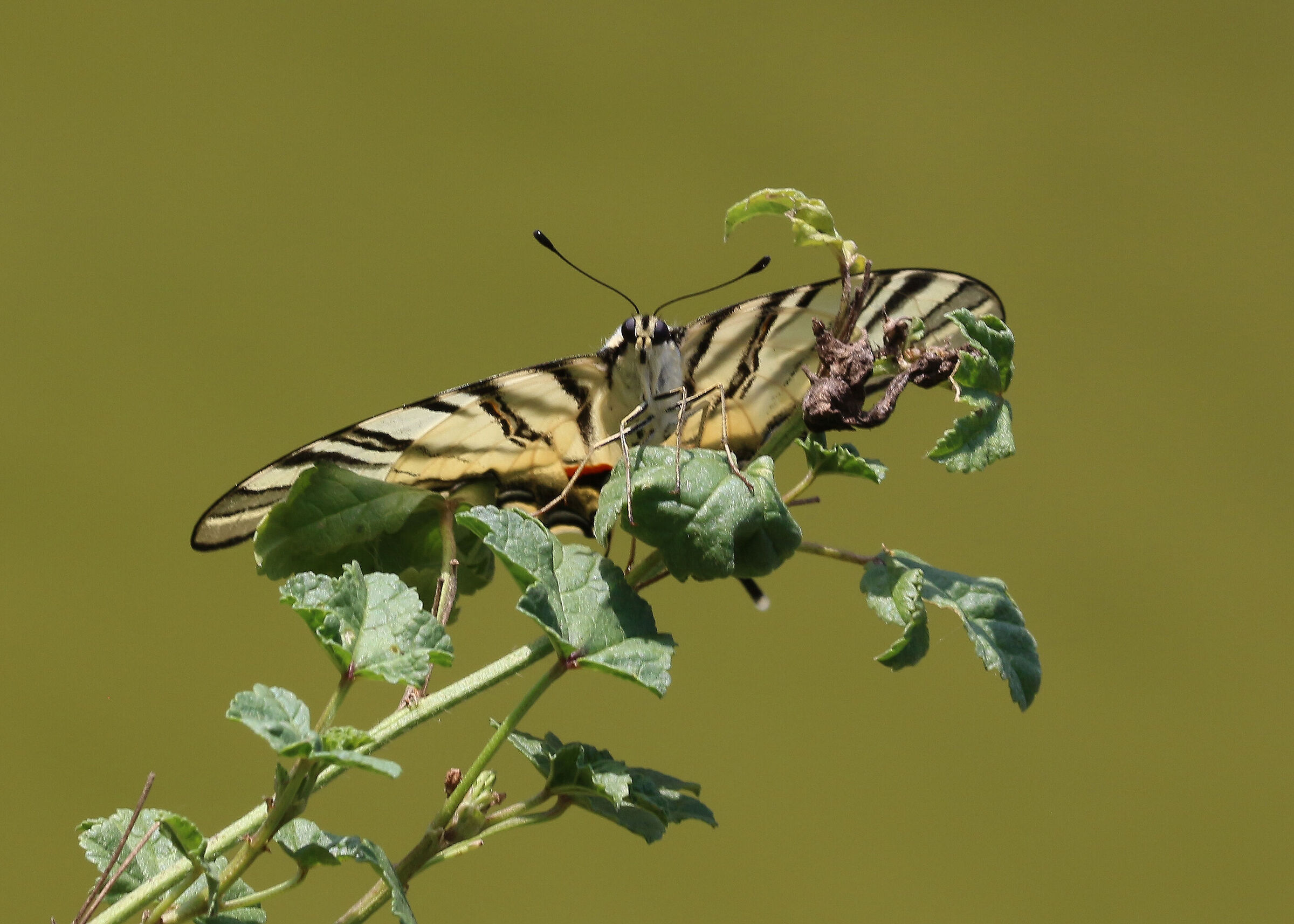swallowtail