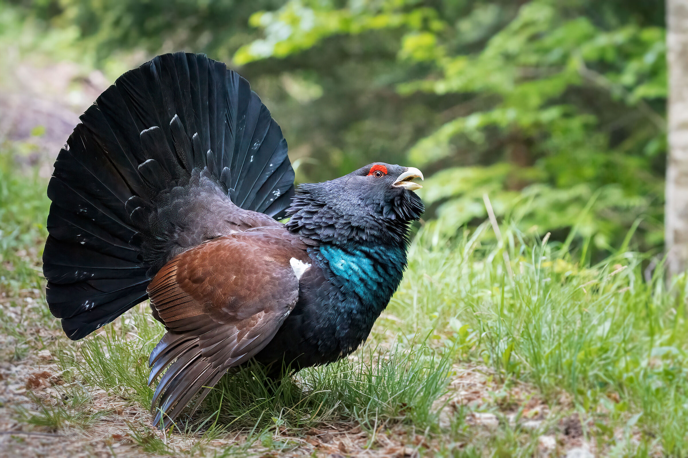 Il Guardiano della foresta
