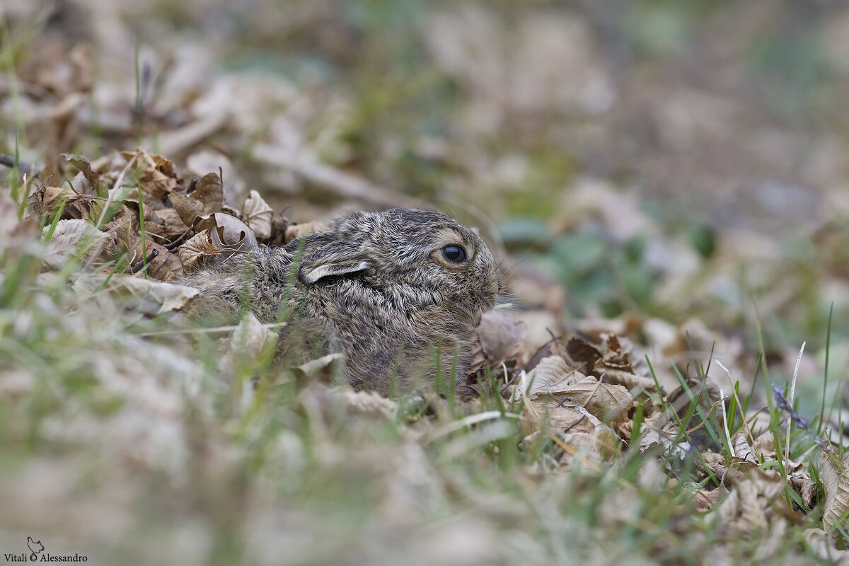 Small of Common Hare