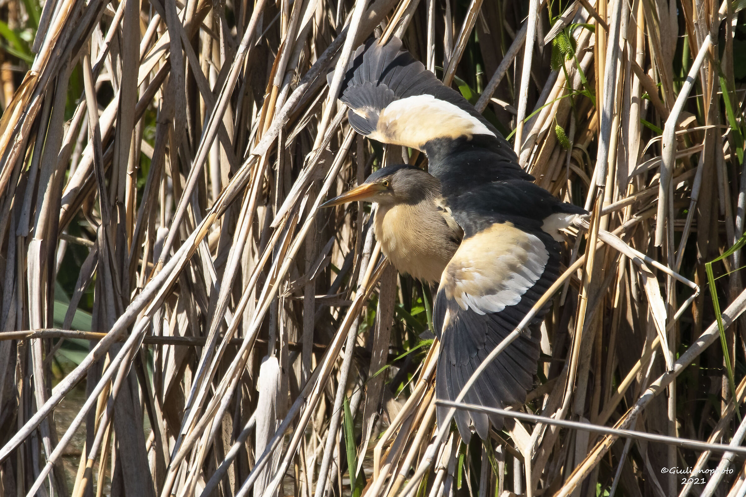 little bittern