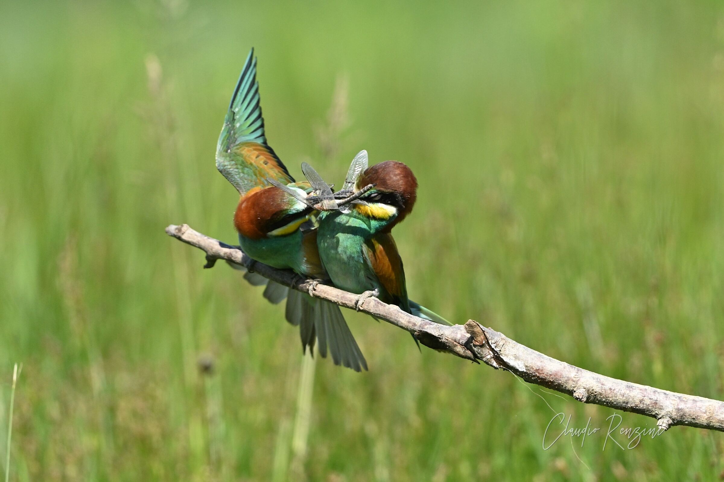 ...e molla quella libellula!