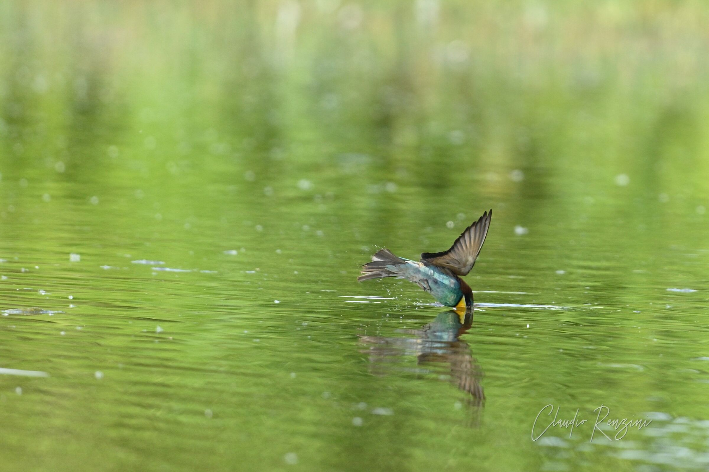 un tuffo dove l'acqua è più blu