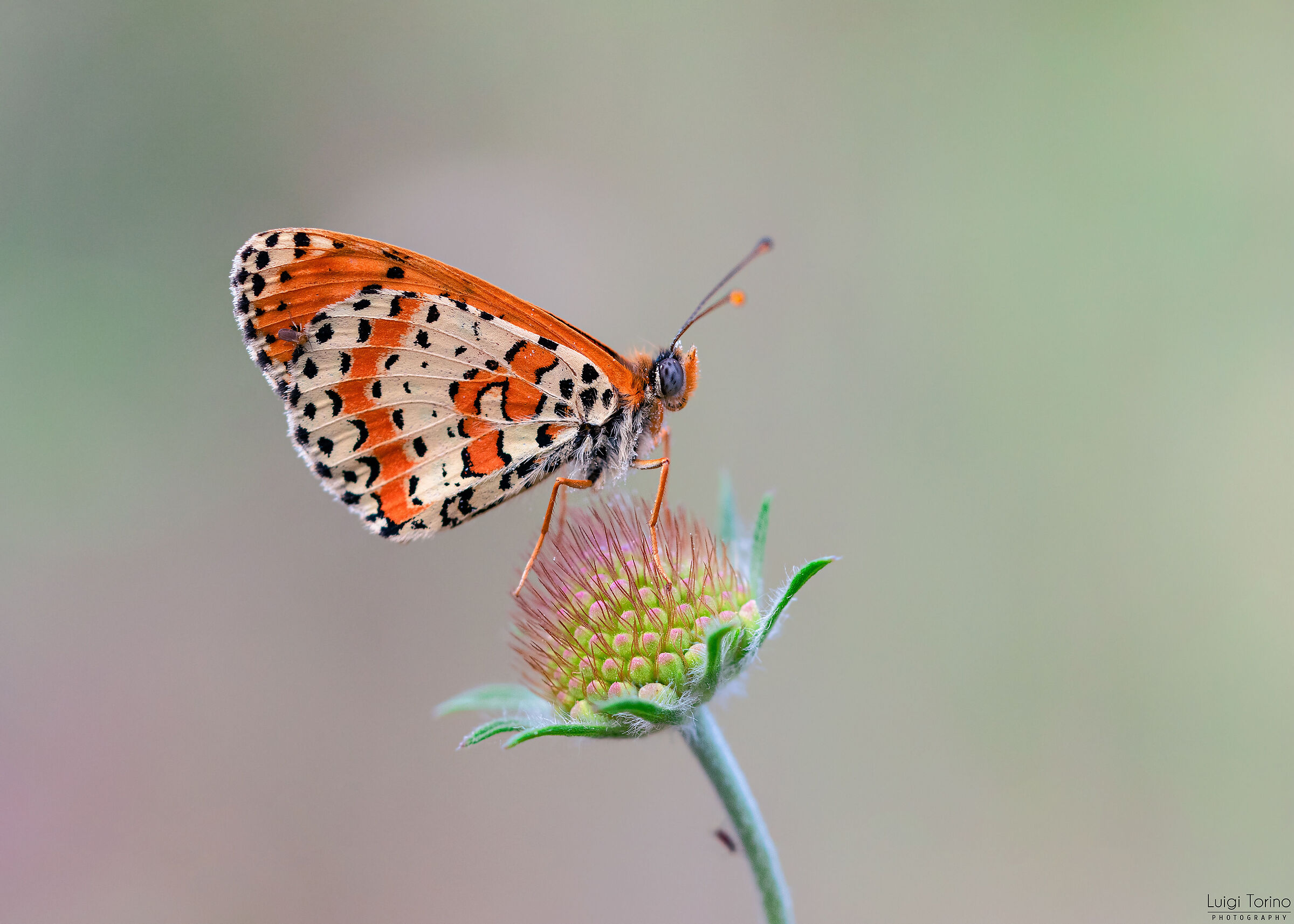 Melitaea Didyma 1