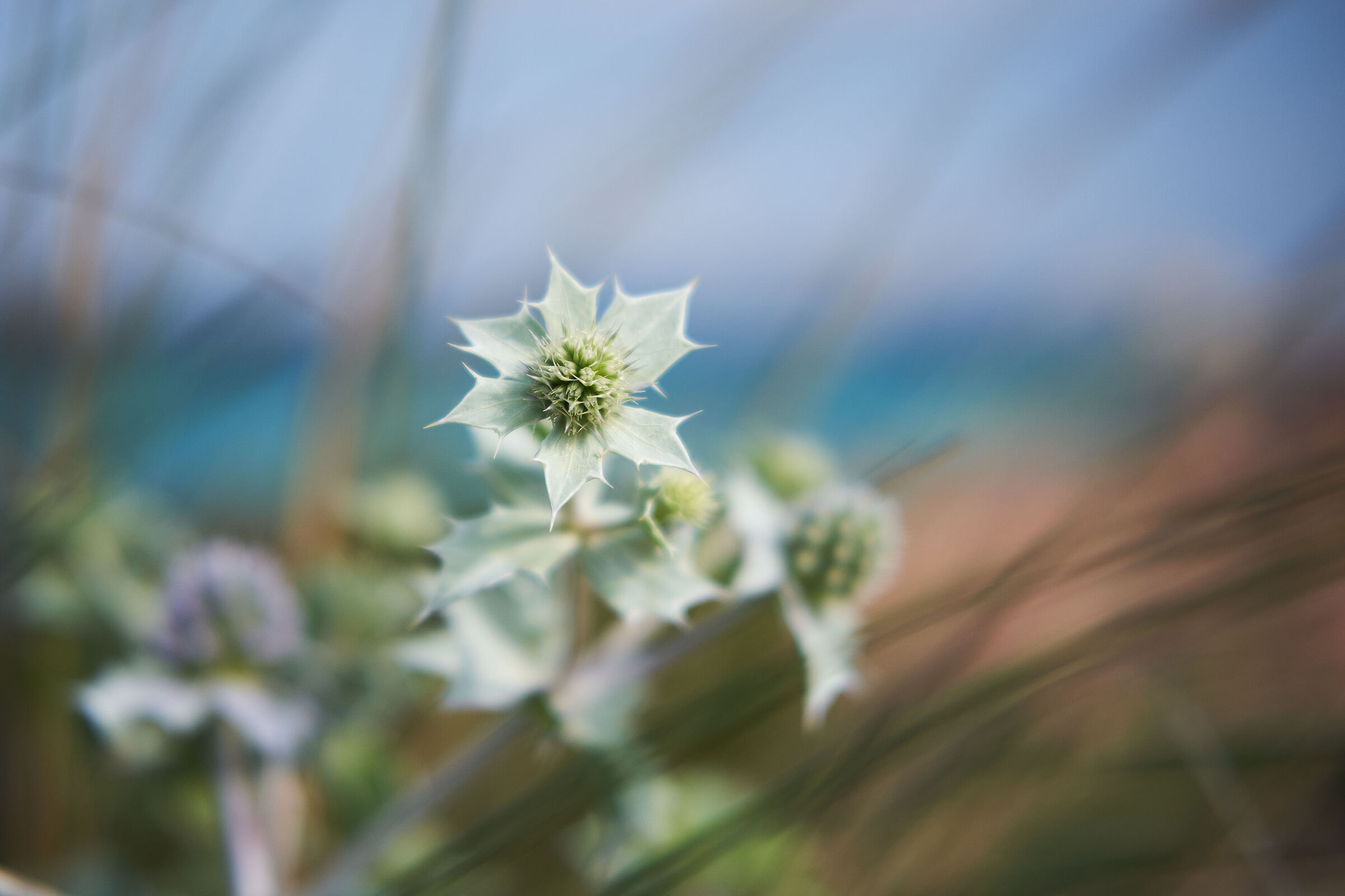 Eryngium maritimum