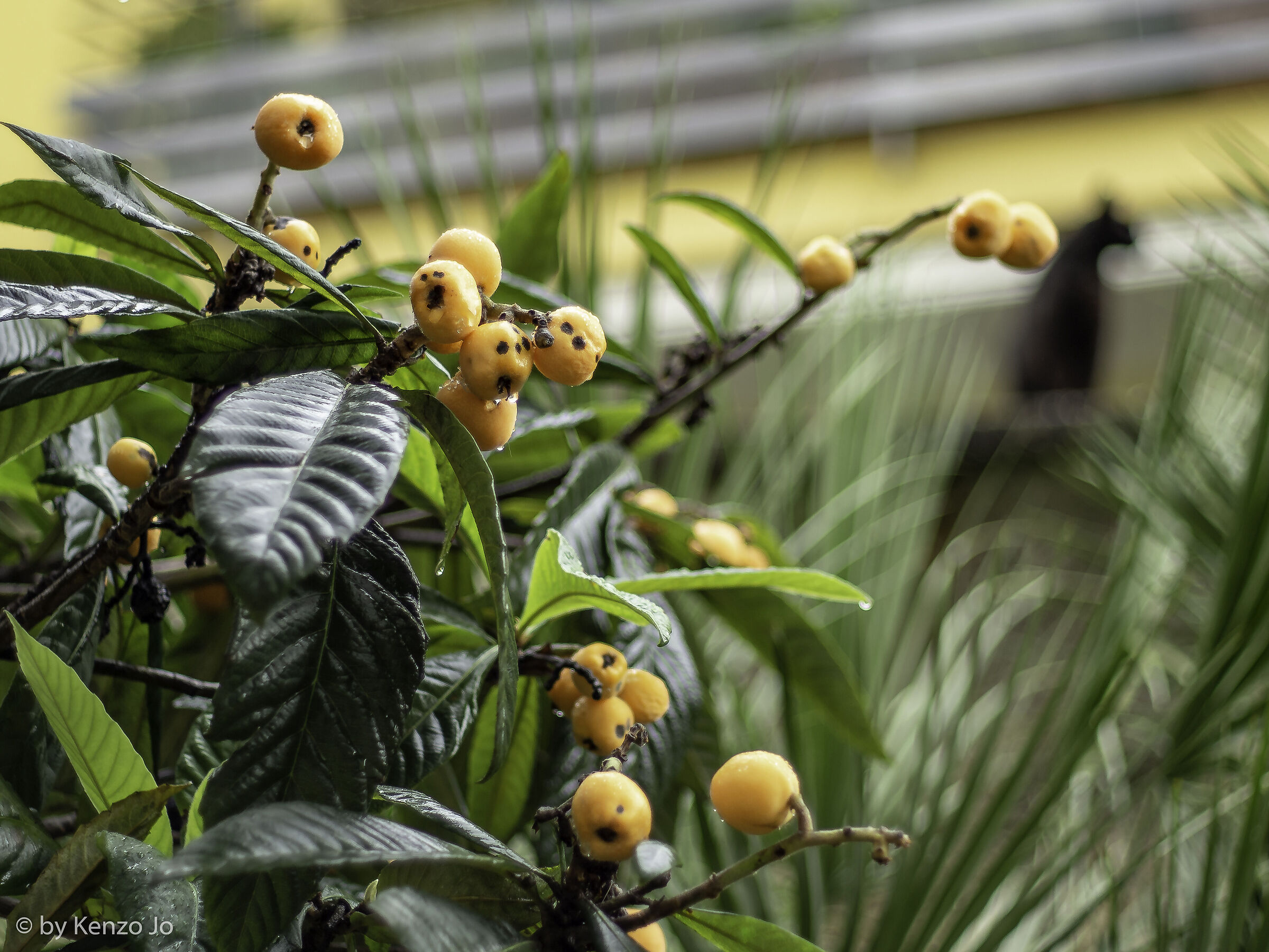 Snowshoes and cat in the rain