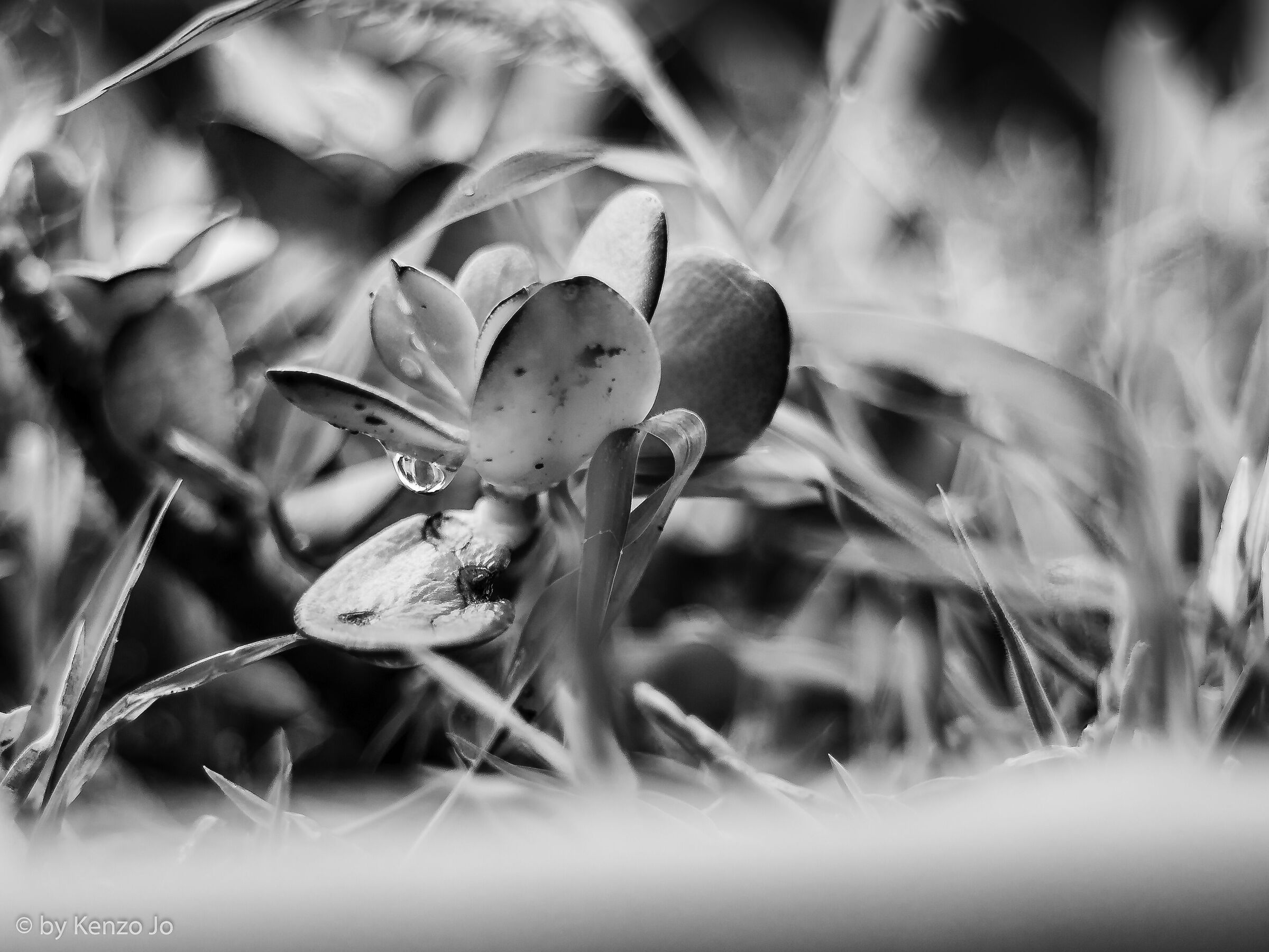 June in black and white