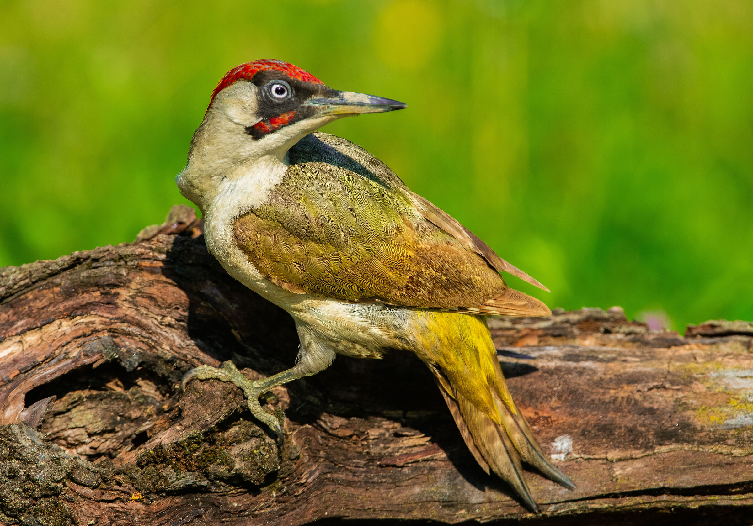 the much-desired green woodpecker