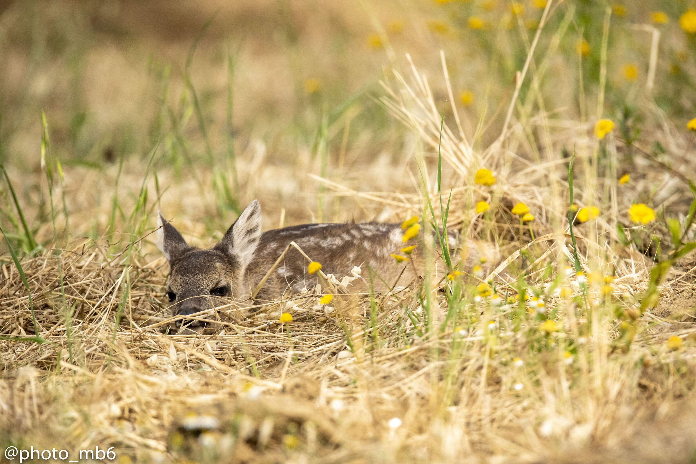 Cucciolo Capriolo Mimetizzato