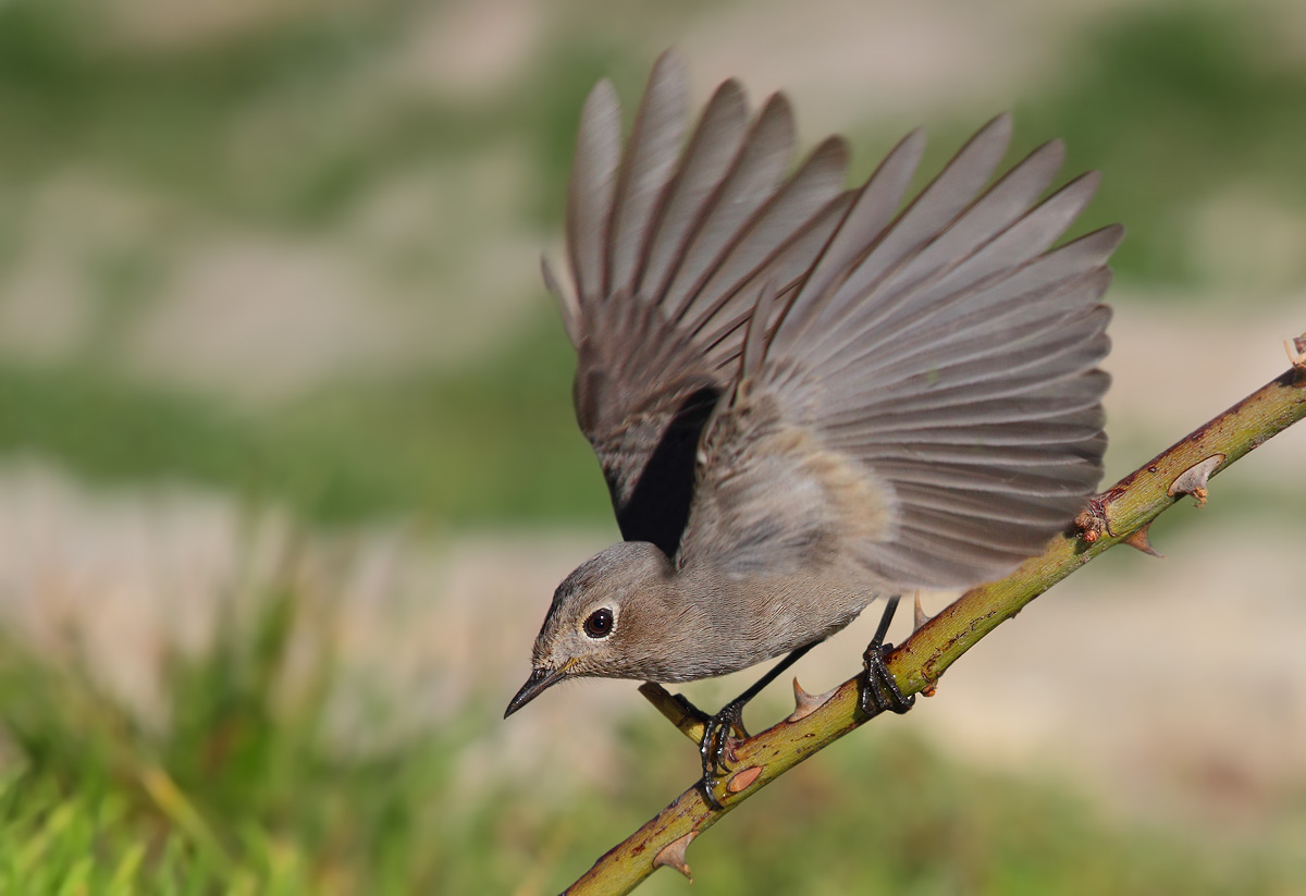 Black Redstart