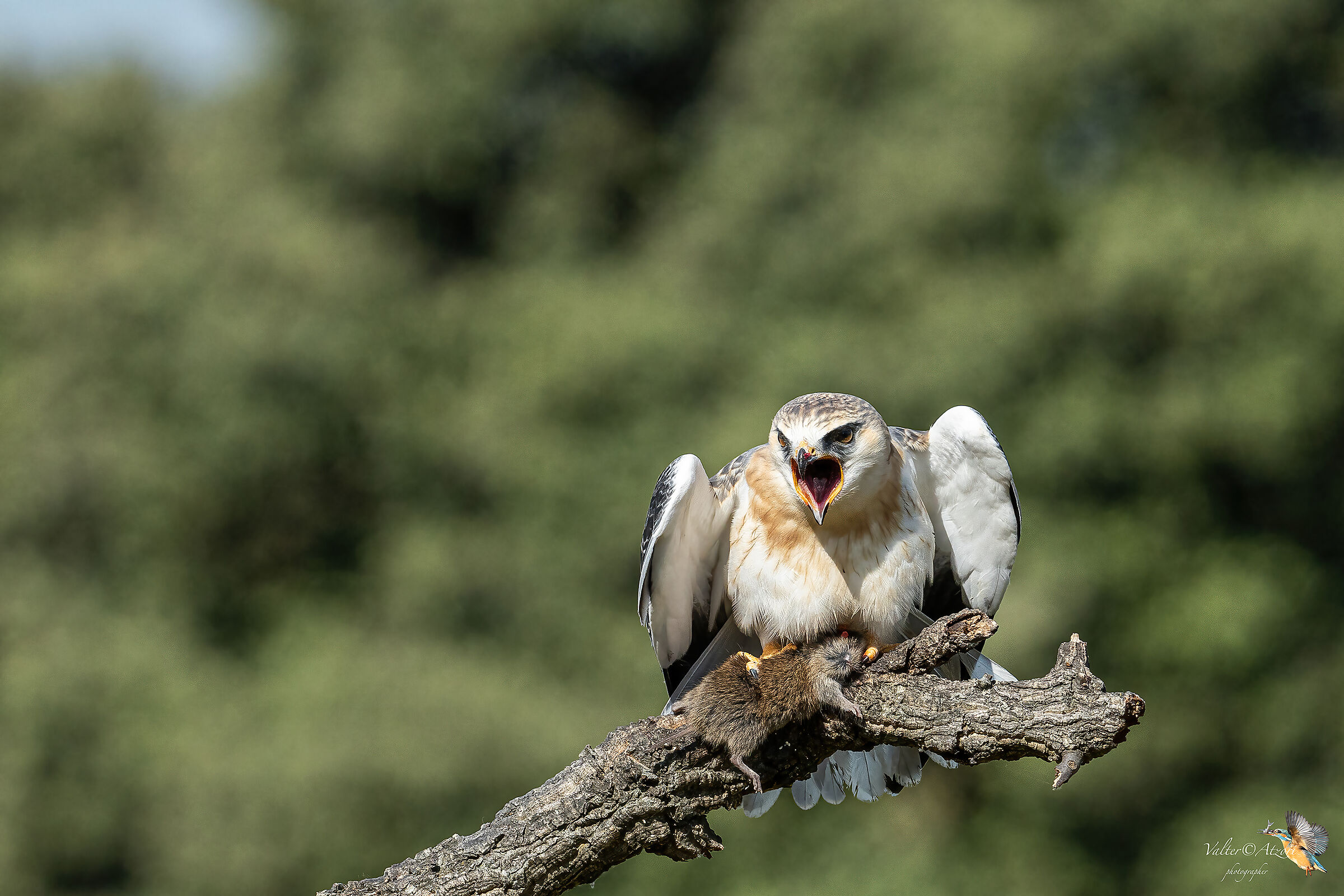 White Kite with Prey