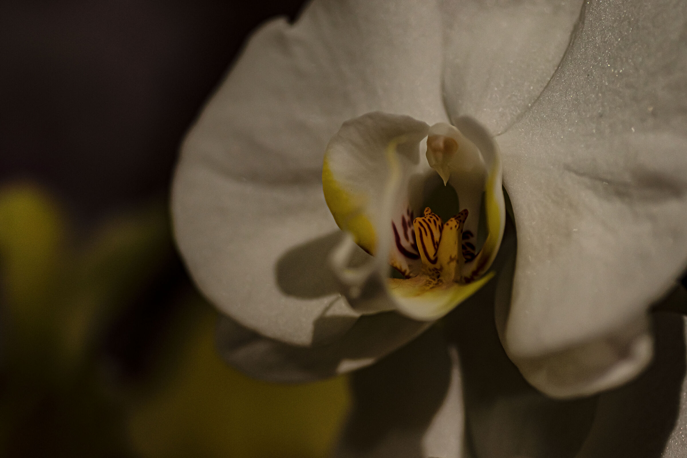 orchid