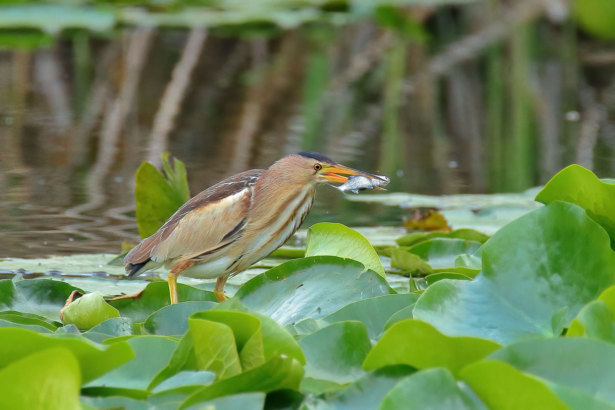 Tarabusino femmina !