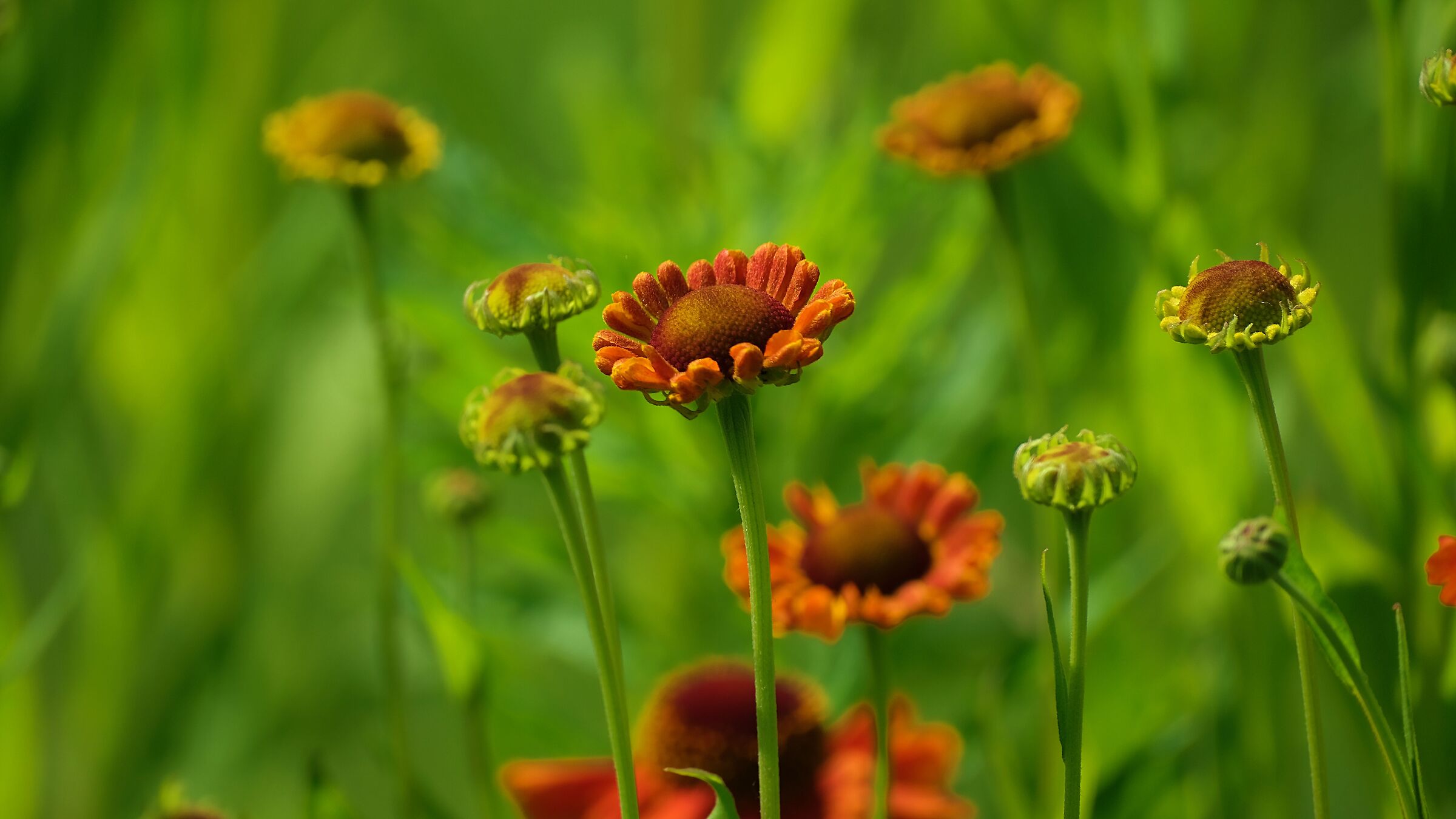 Maggio, mese di fiori