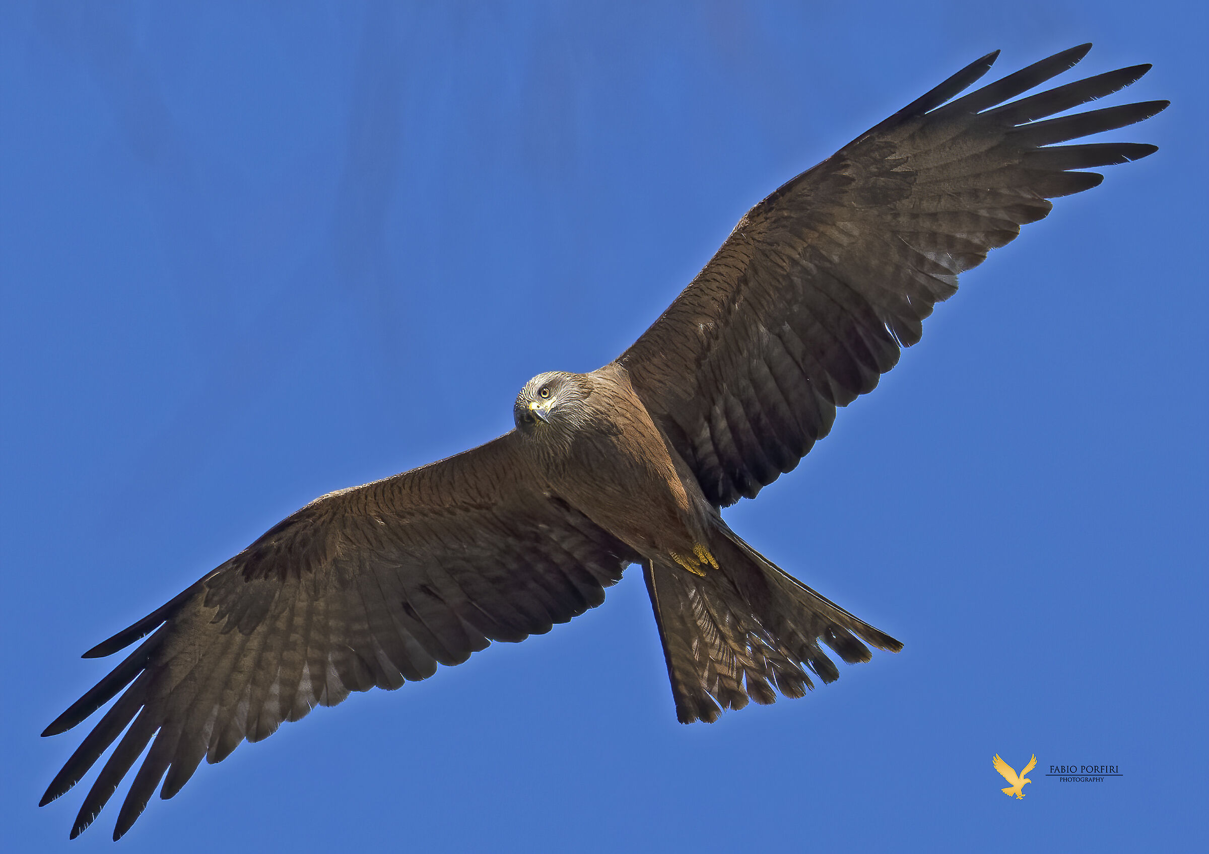 black kite