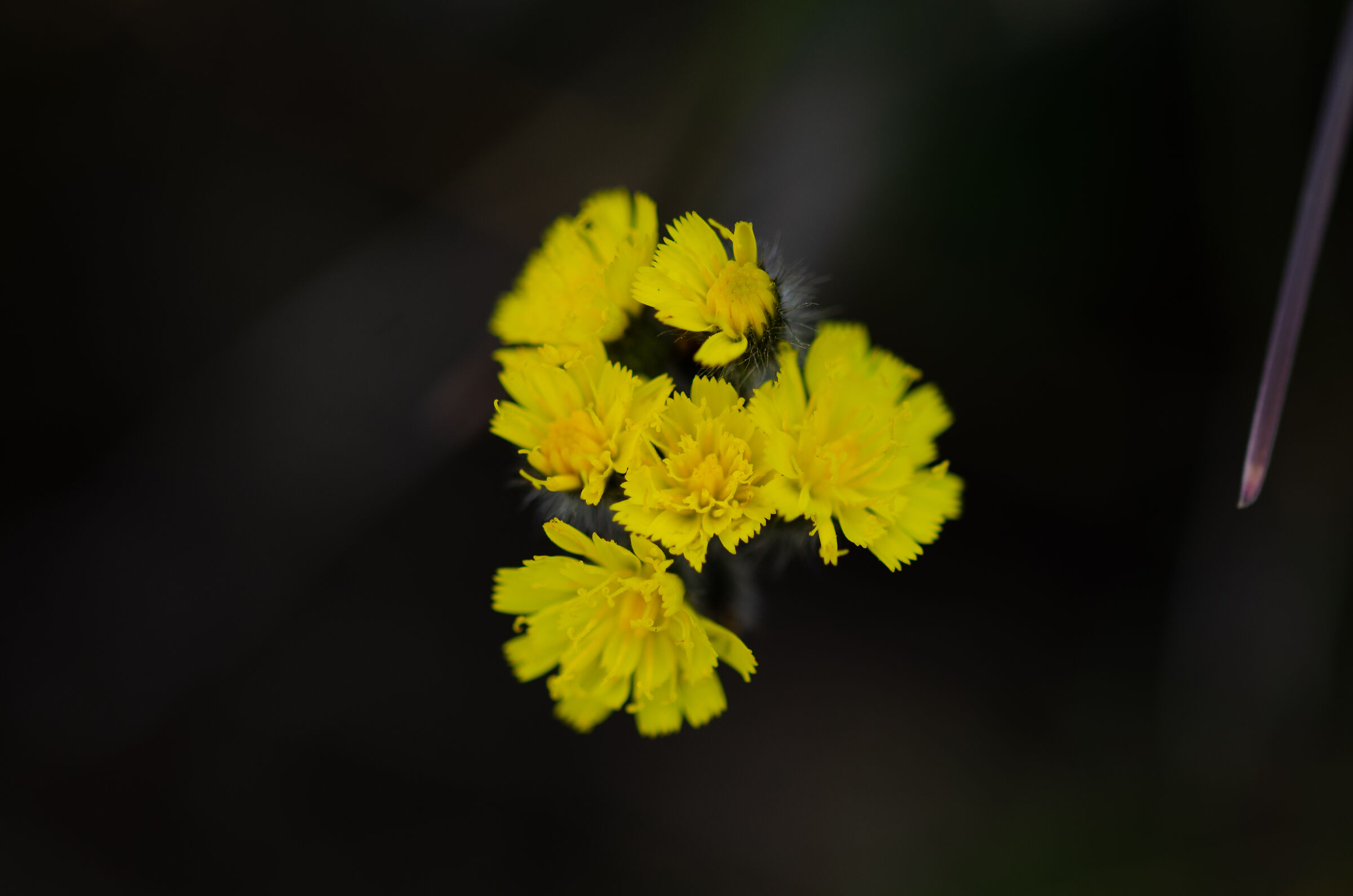Fiore Giallo
