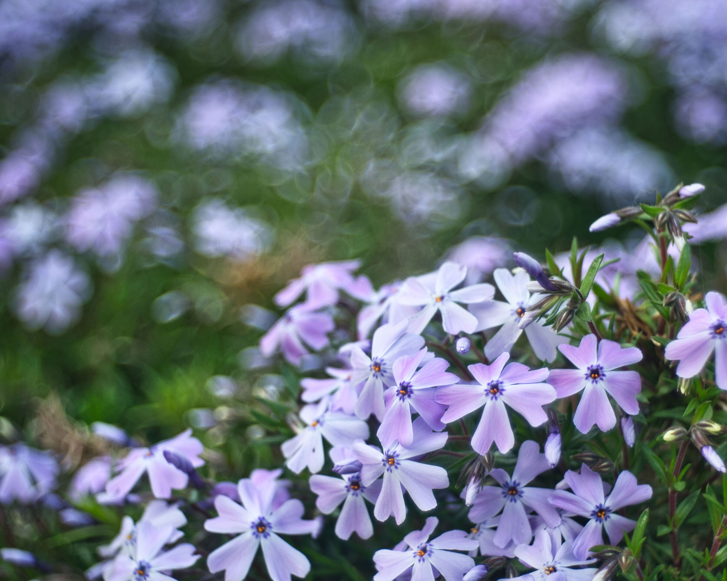 Phlox