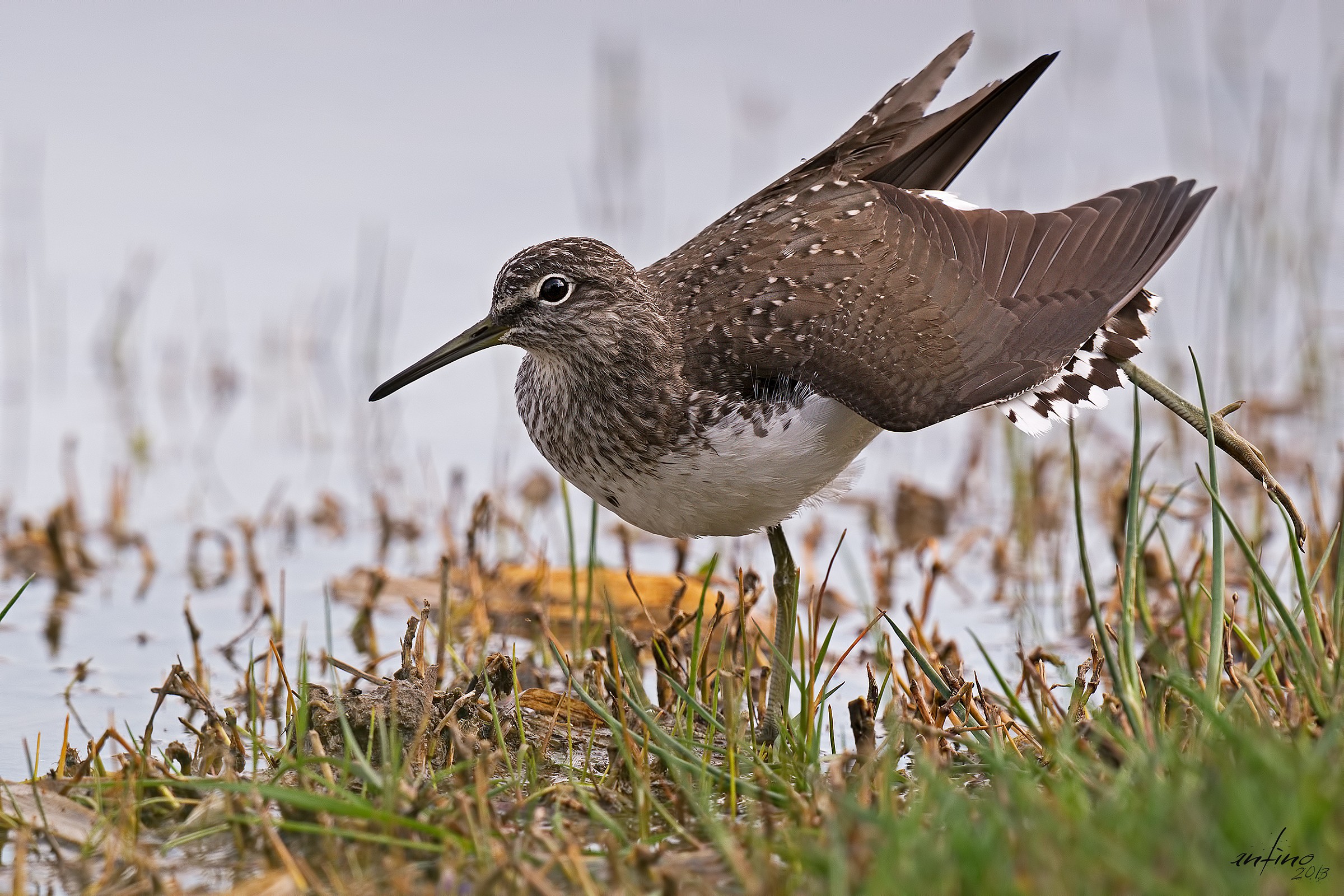 Sandpiper