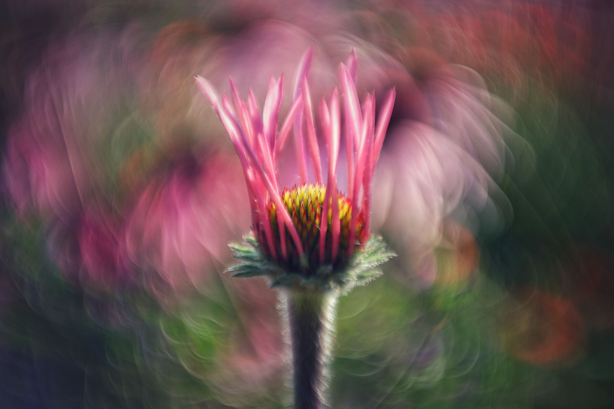 echinacea simulata in gioventu'