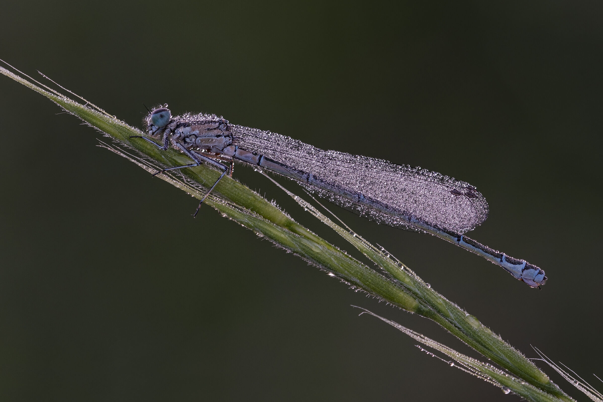 Coenagrion puella