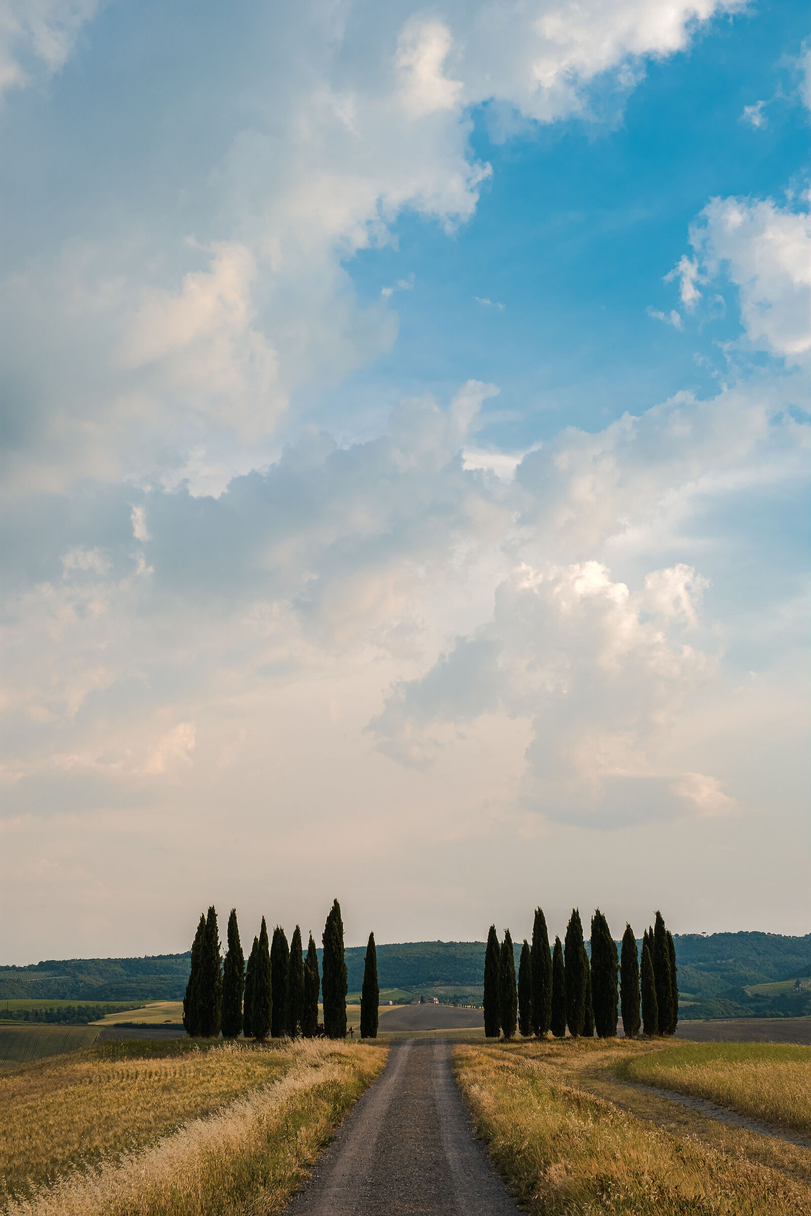 San Quirico Cypress Trees