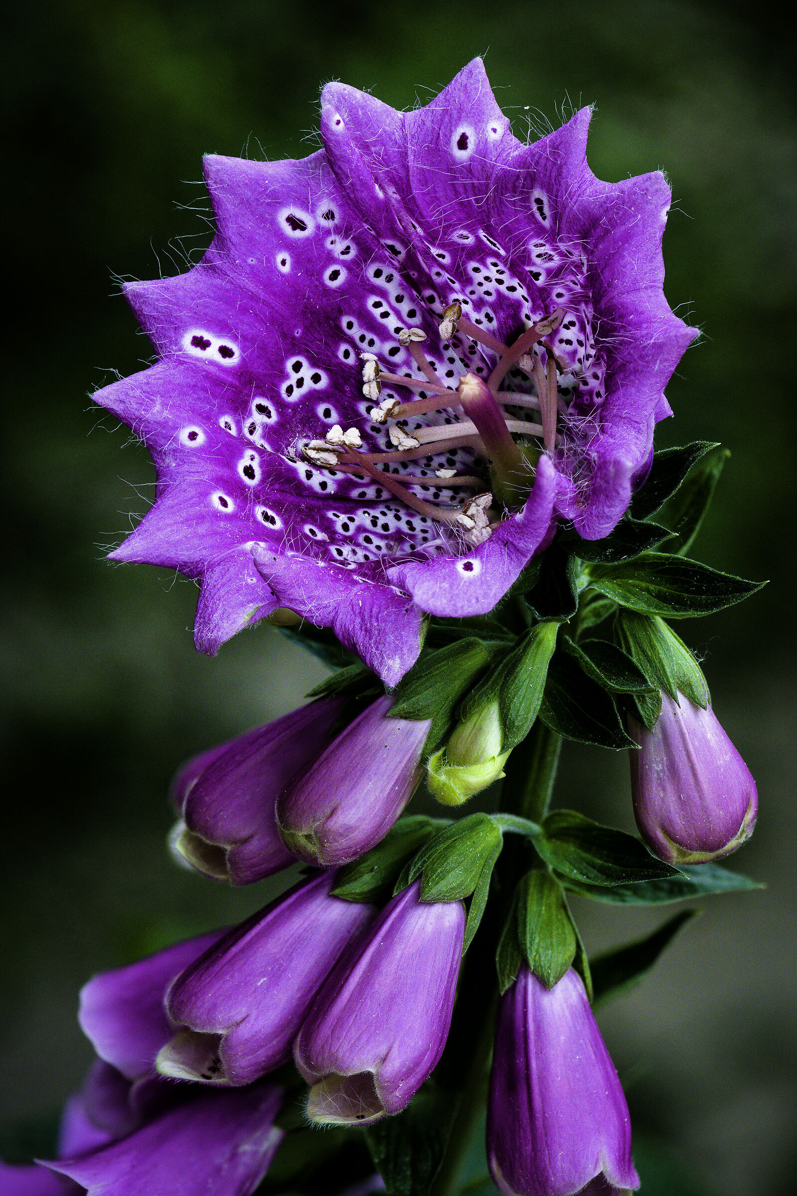 Digitalis Purpurea