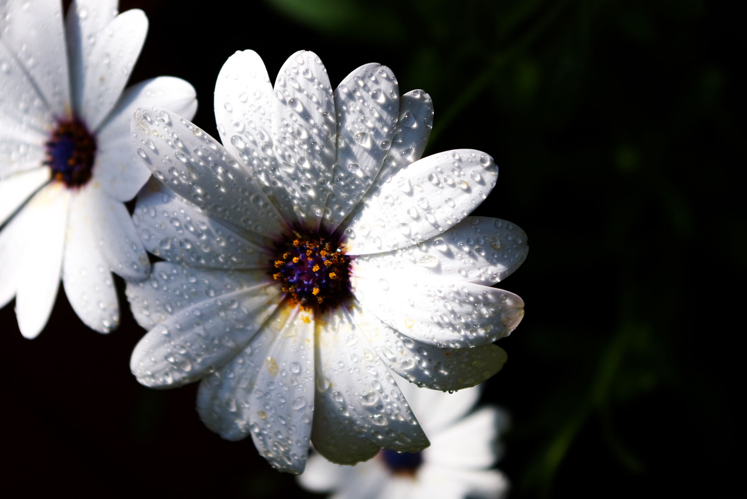 daisy wet daisy lucky