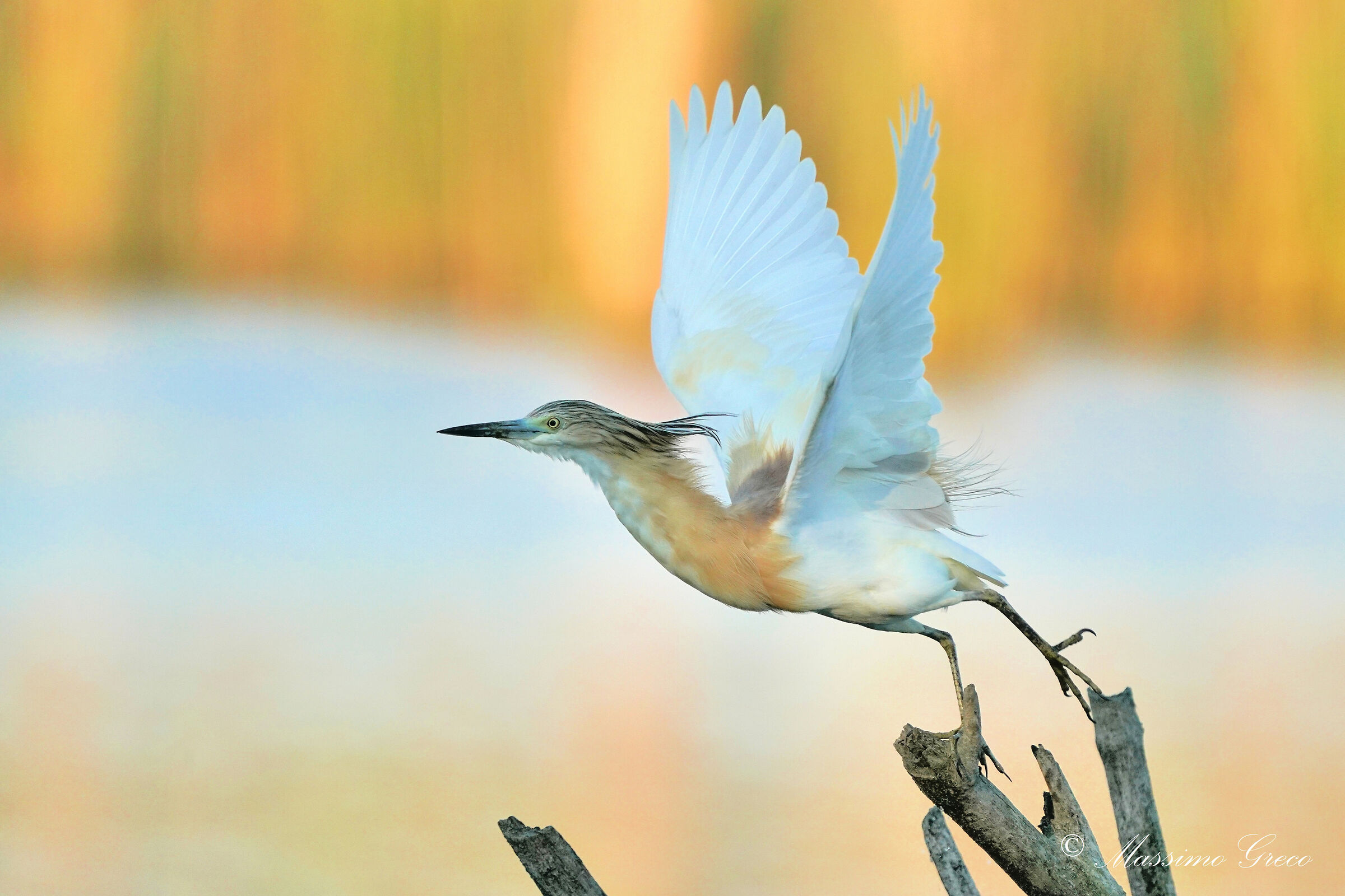 Sgarza tufted in takeoff