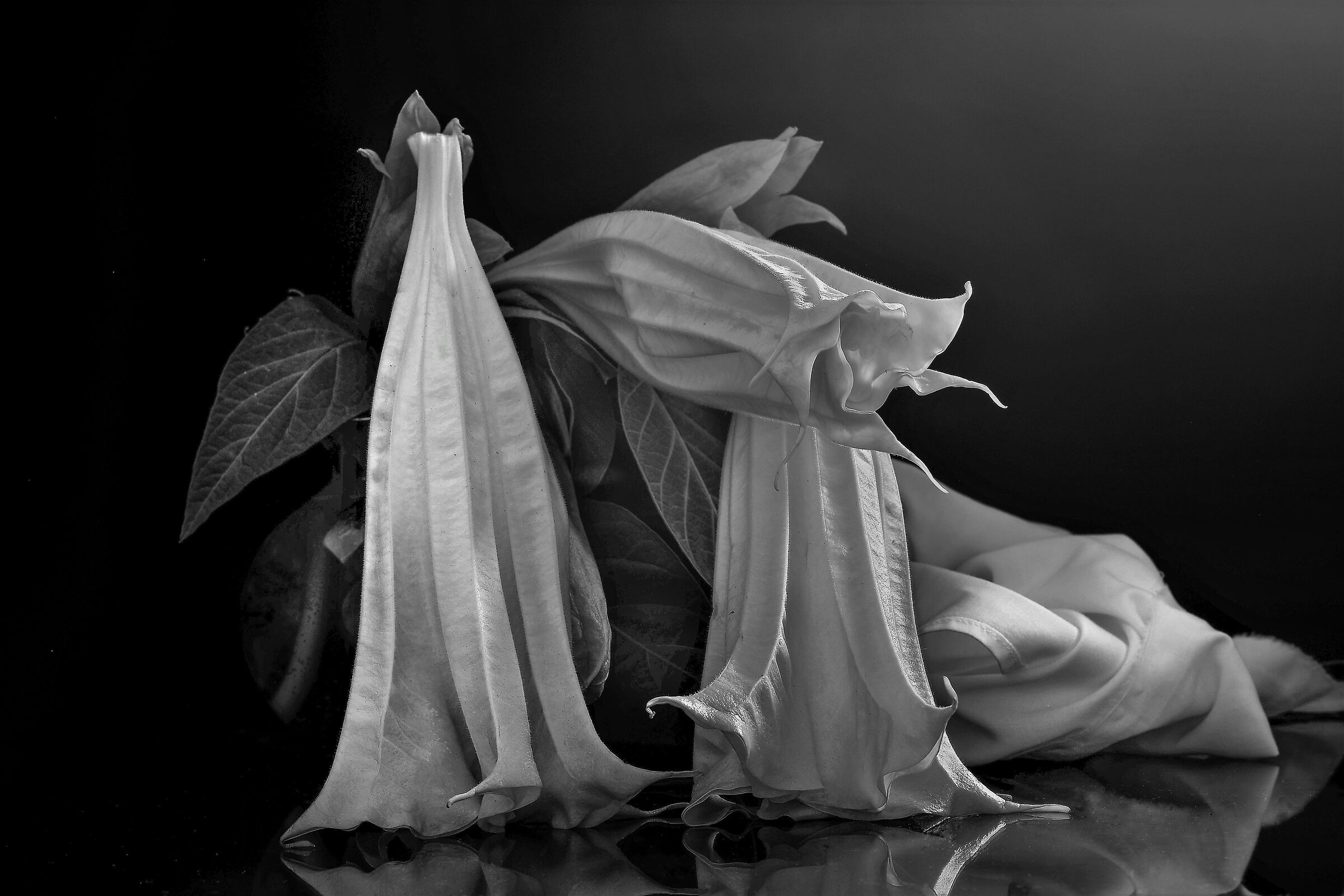 Géométries de fleurs